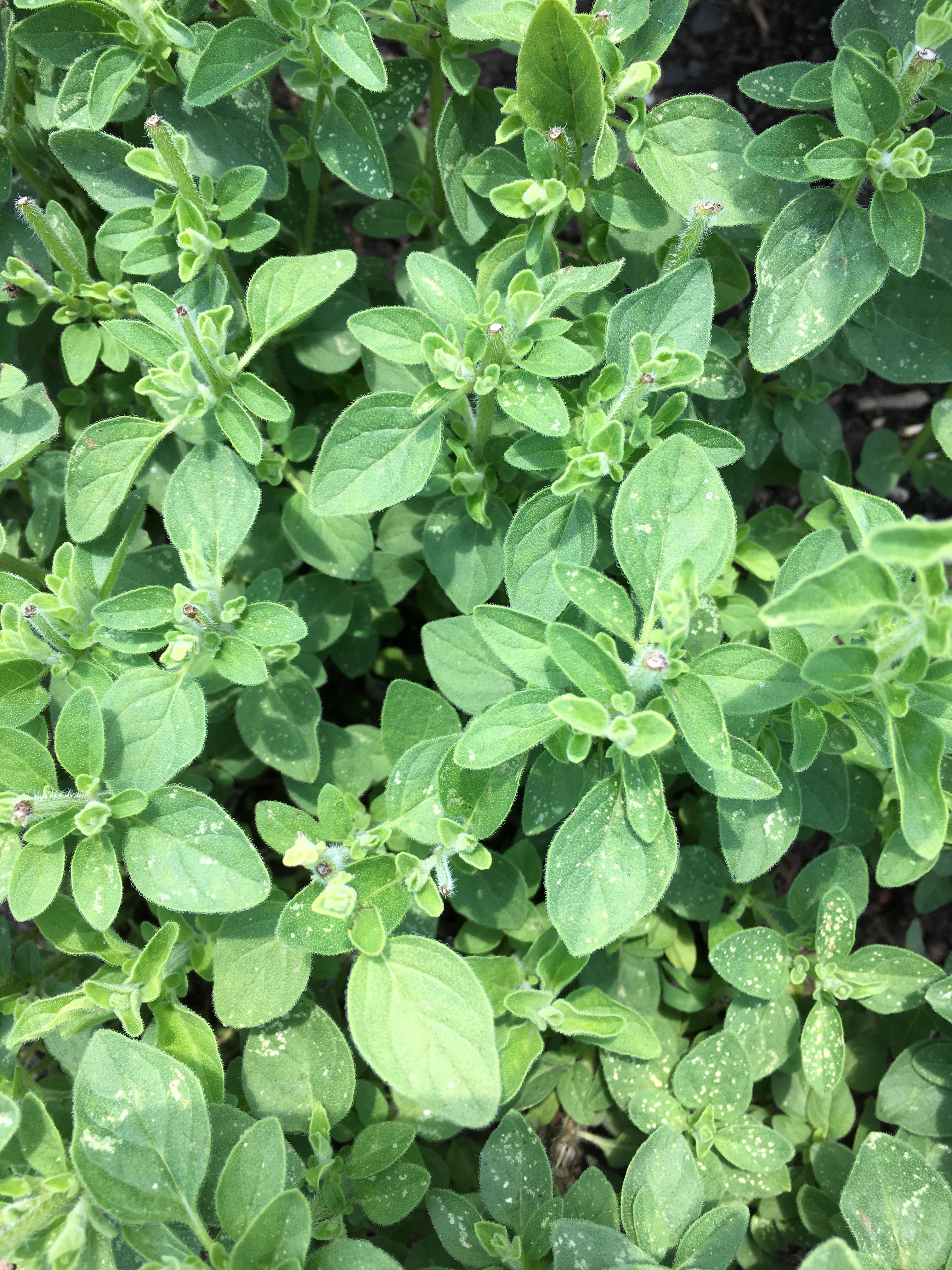 What’s happening to my oregano? r/gardening