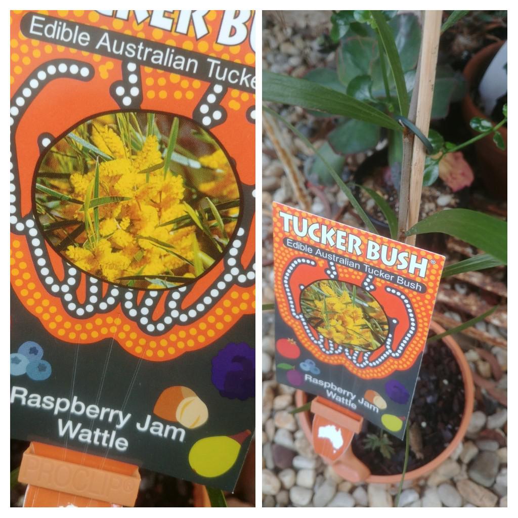 Gotta love Australian plant nurseries r/druggardening