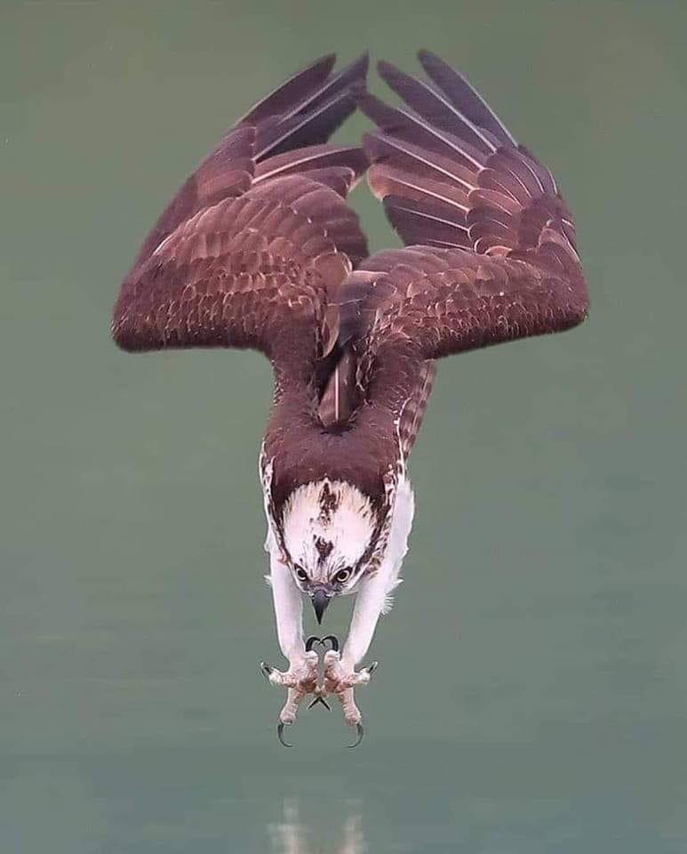 An Osprey in a dive. Beautiful. Photo credit to Wilson Chen. r/birding