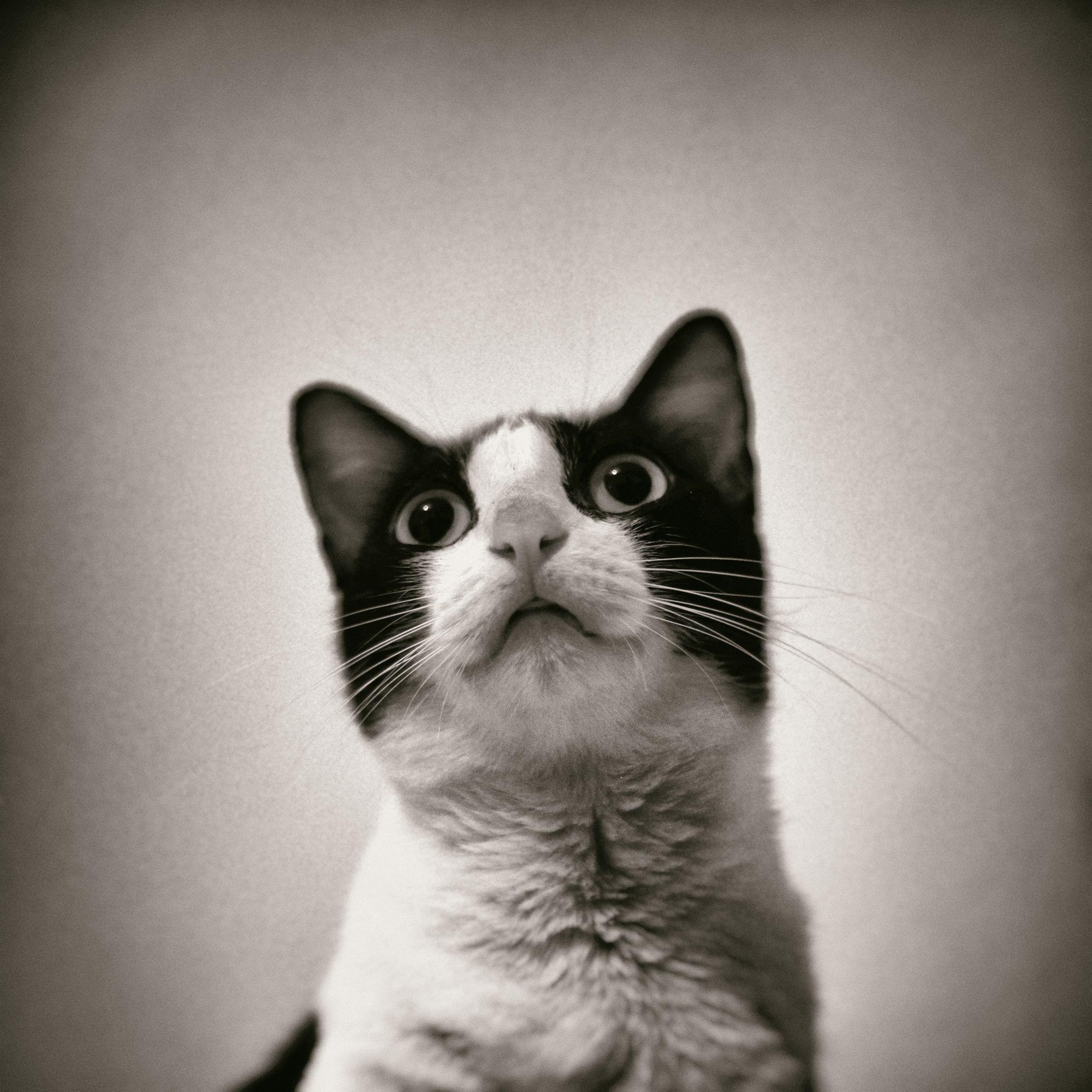 Kira the cat. blackandwhite