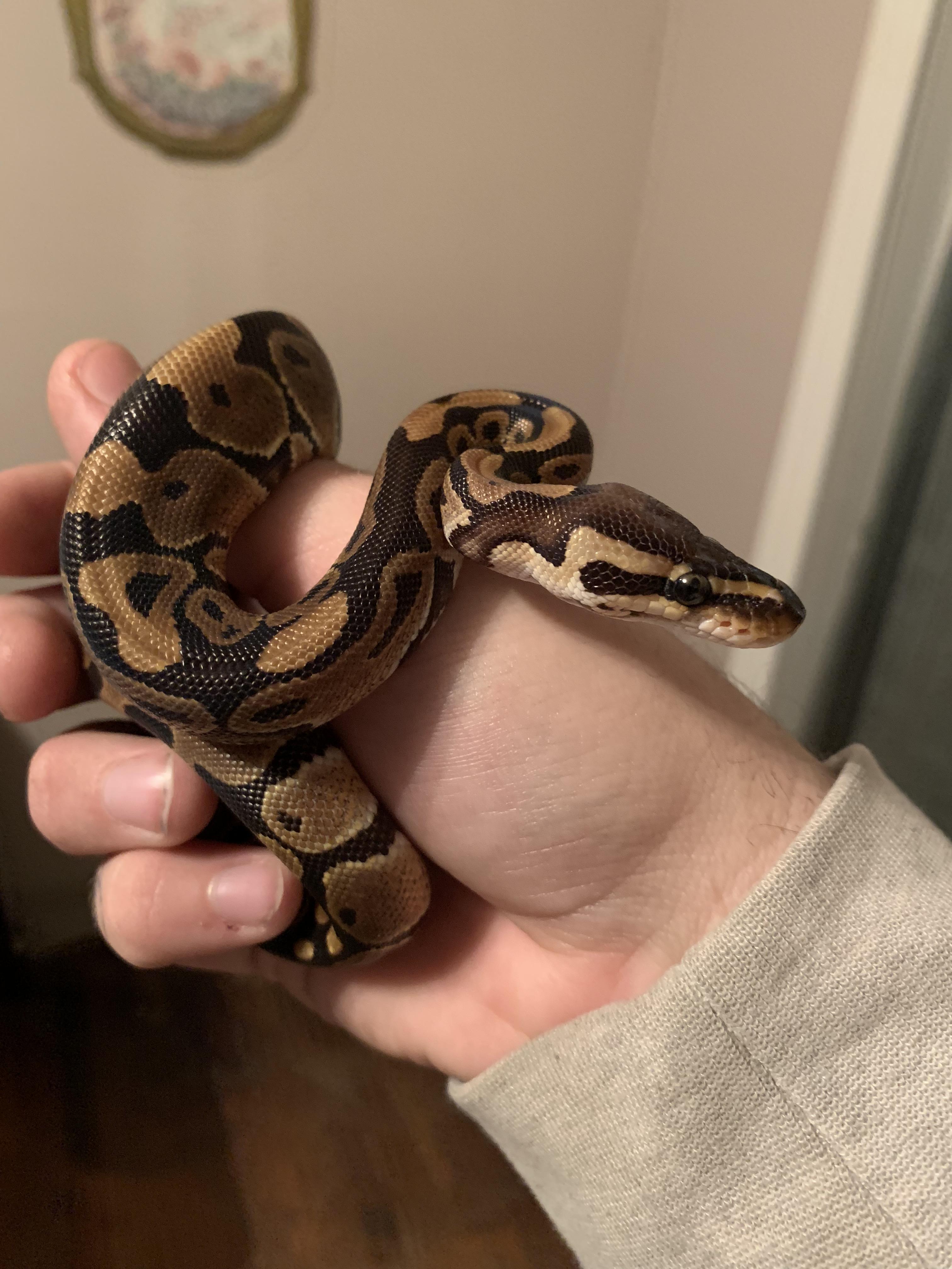 My first ball python baby! Reddit, meet Nagini! r/Sneks