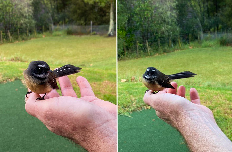 Piwakawaka flew inside the house today, got it before the dog did. r