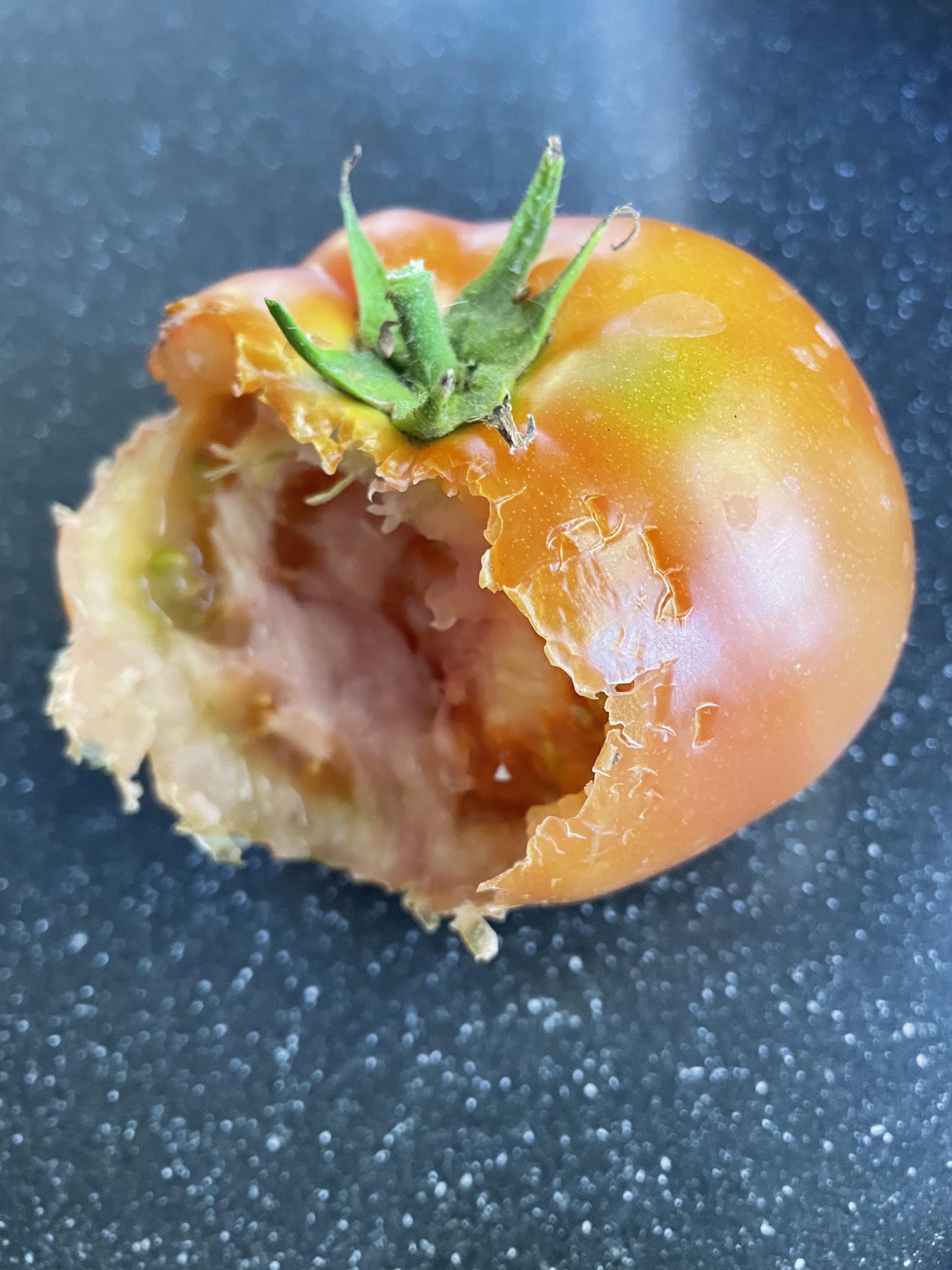 What’s eating my tomatoes. Never had this happen in previous seasons