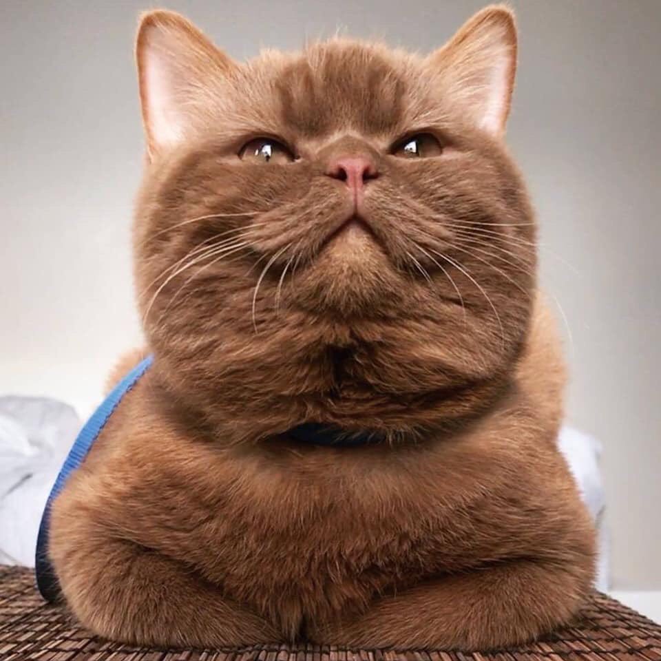 Chubby the Solid Brown Cat r/aww