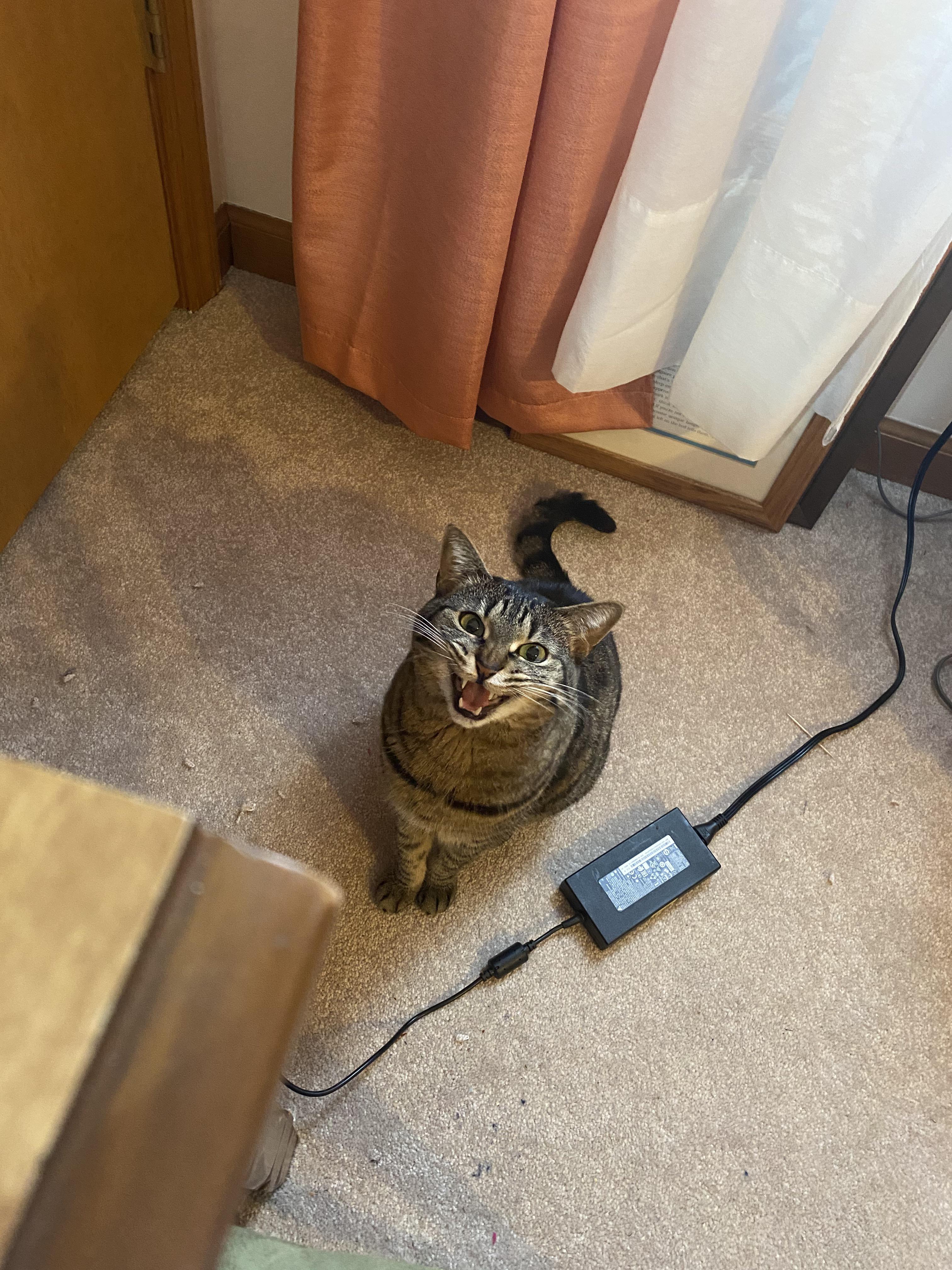 She’s yelling at me so she can sit on my lap cats