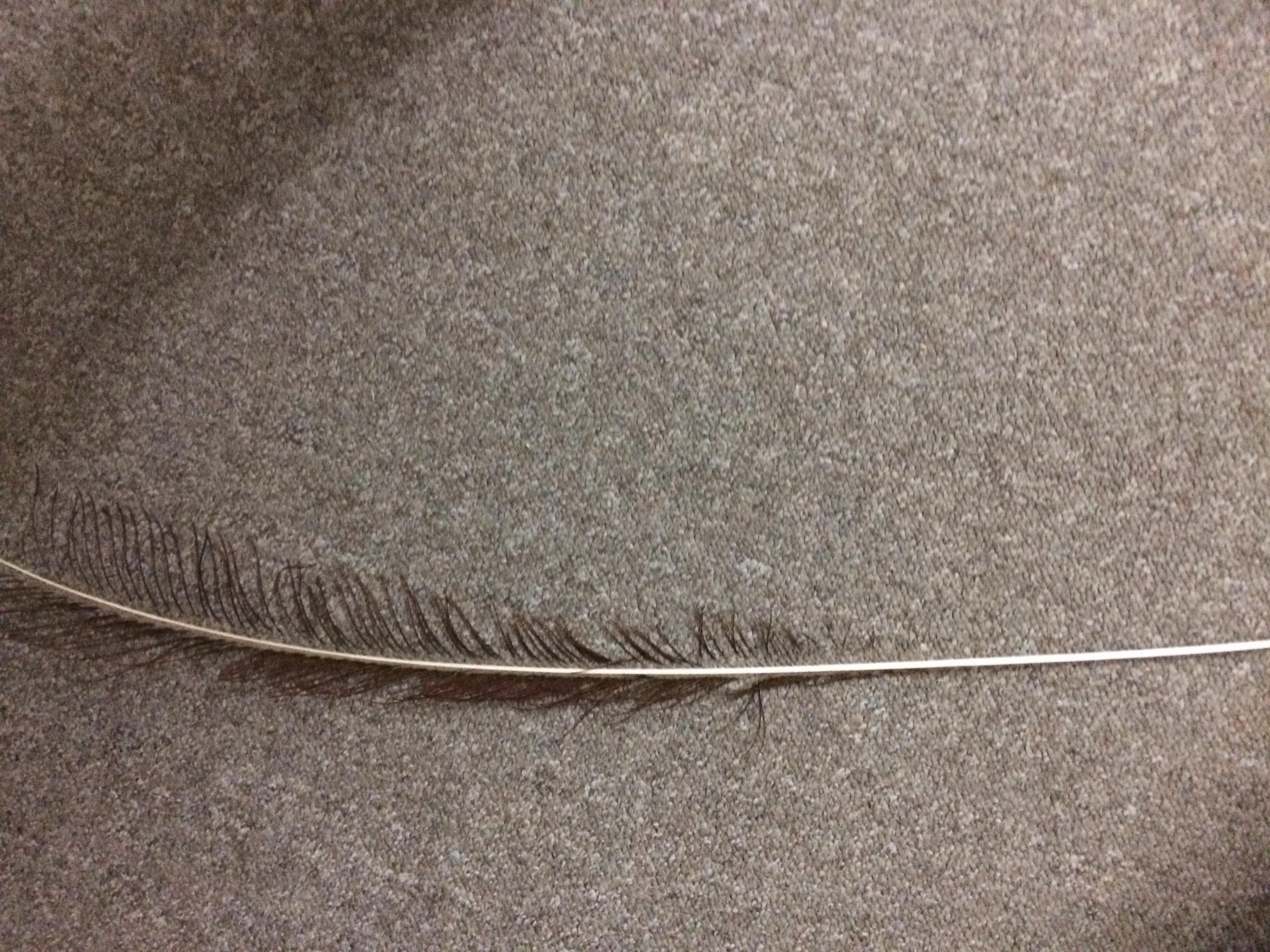 I found a peacock feather (maybe a week or so ago) and my cat flipping