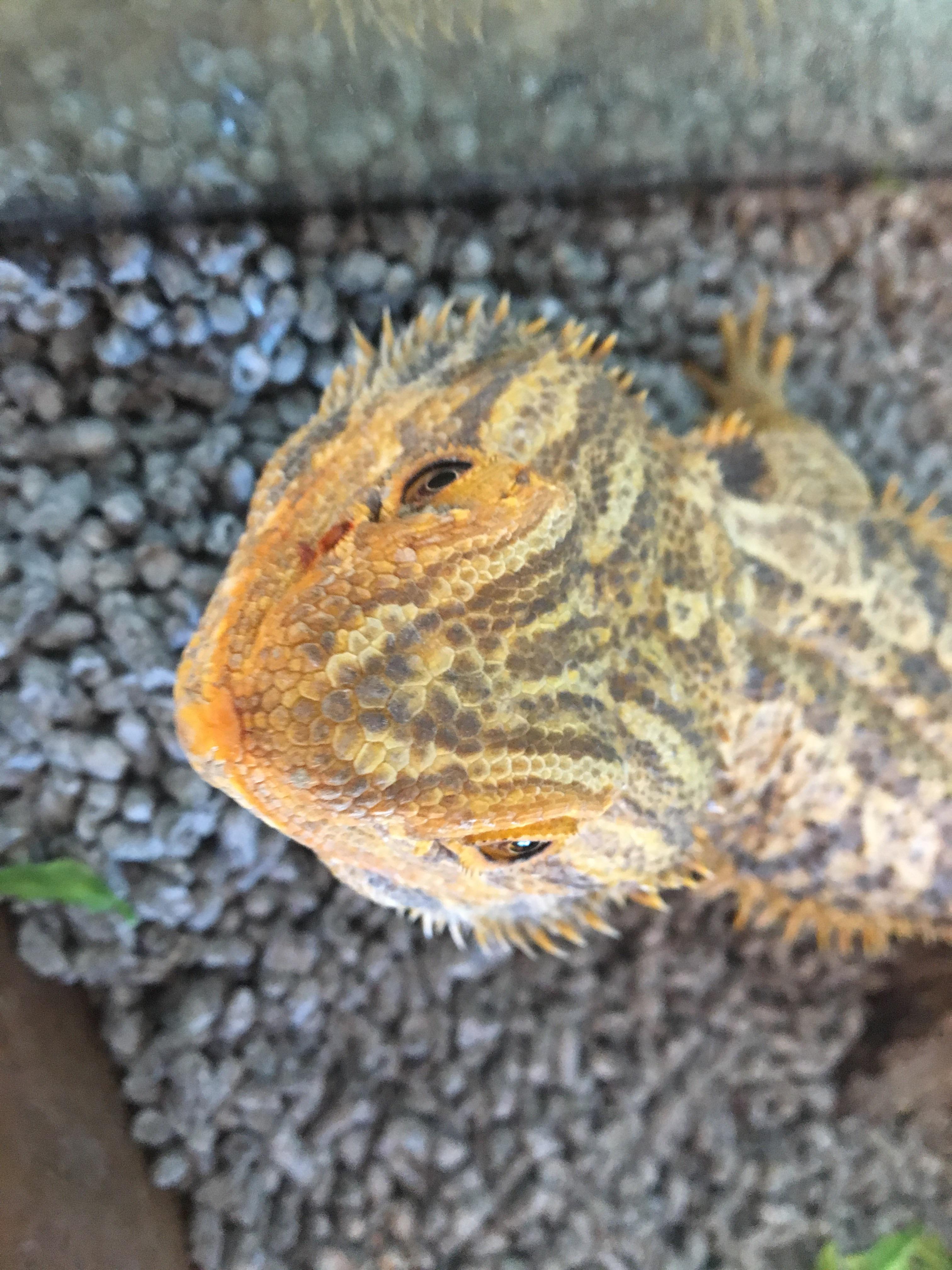 A bearded dragon bit me with a cricket. Will it be good?