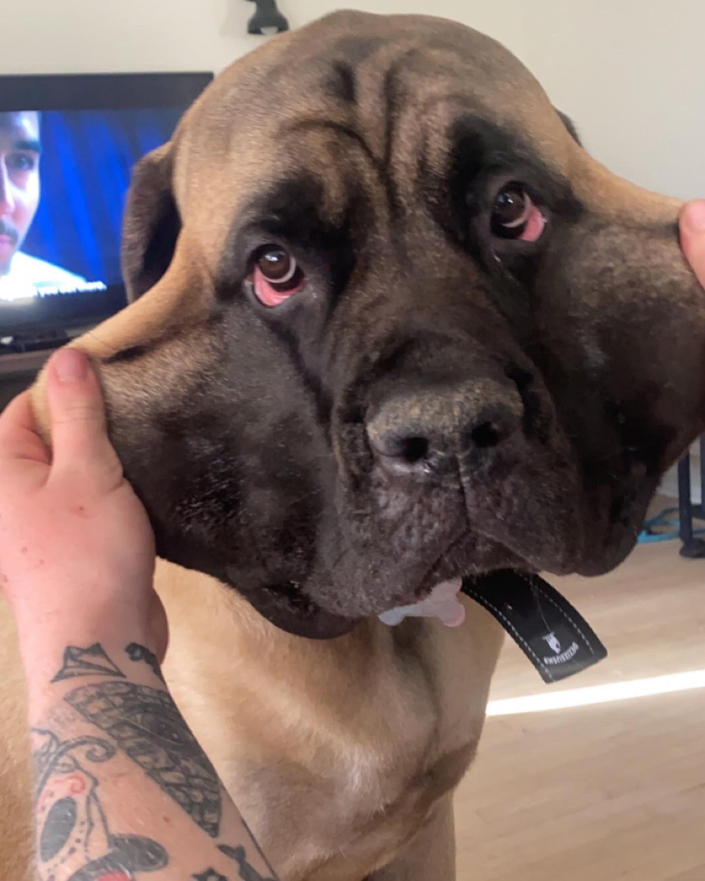 english mastiff sweaters?? r/Mastiff