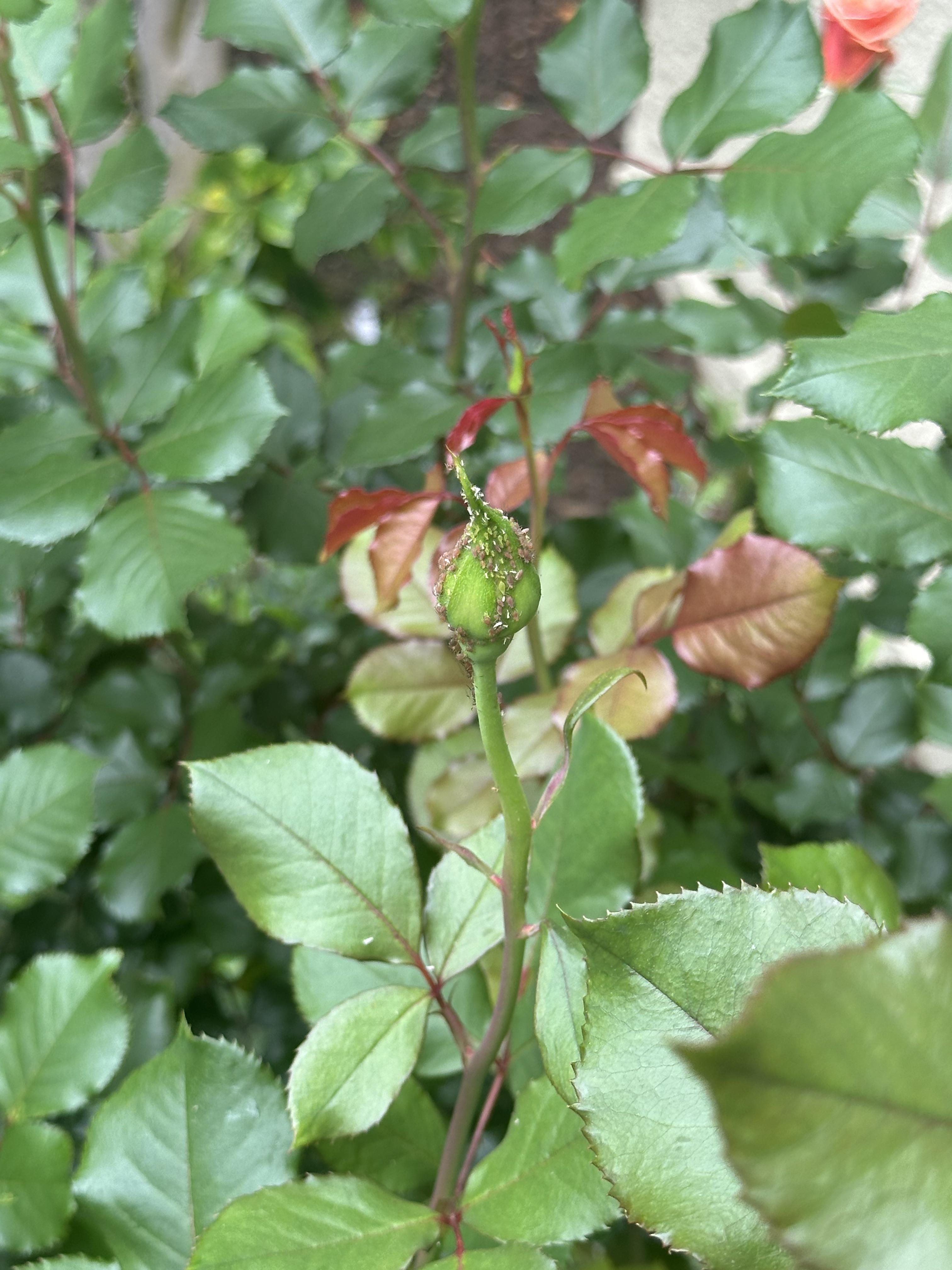 What are these bugs on my rose bush? r/plants