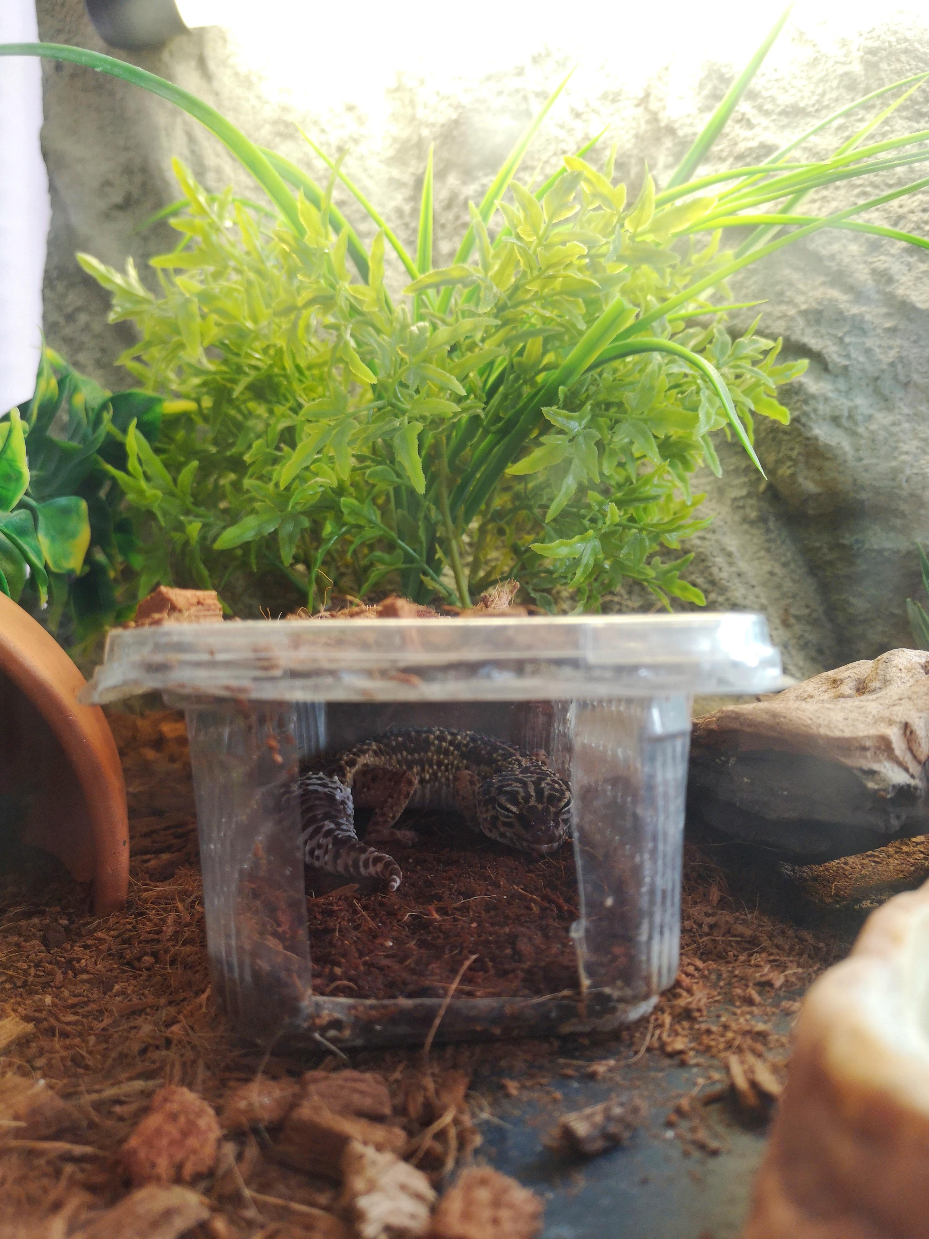 My 20 year old Leopard Gecko chilling in his humid hide r/LeopardGecko