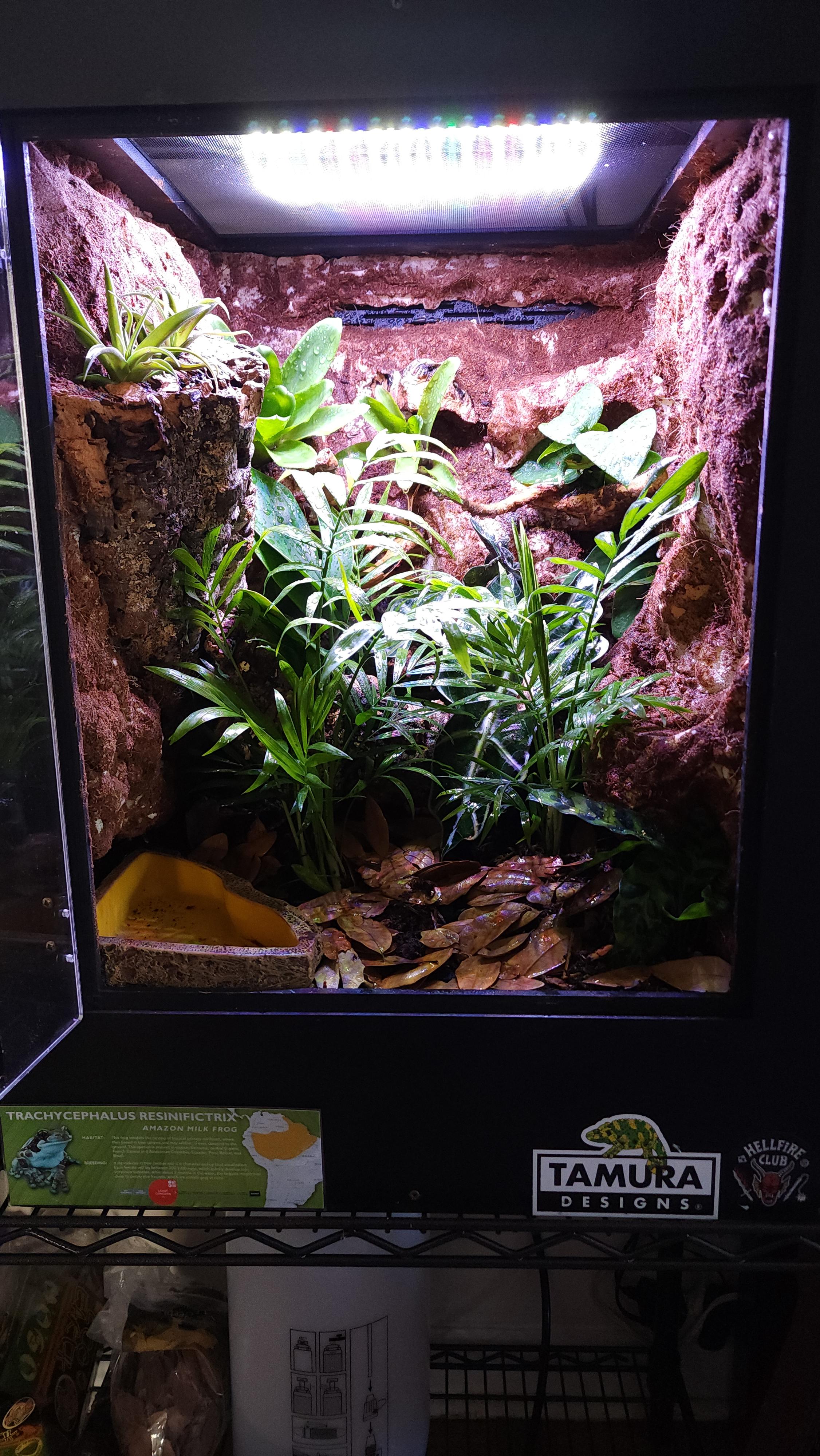 Finished building a bioactive enclosure for my Amazon Milk Frogs 🐸 r