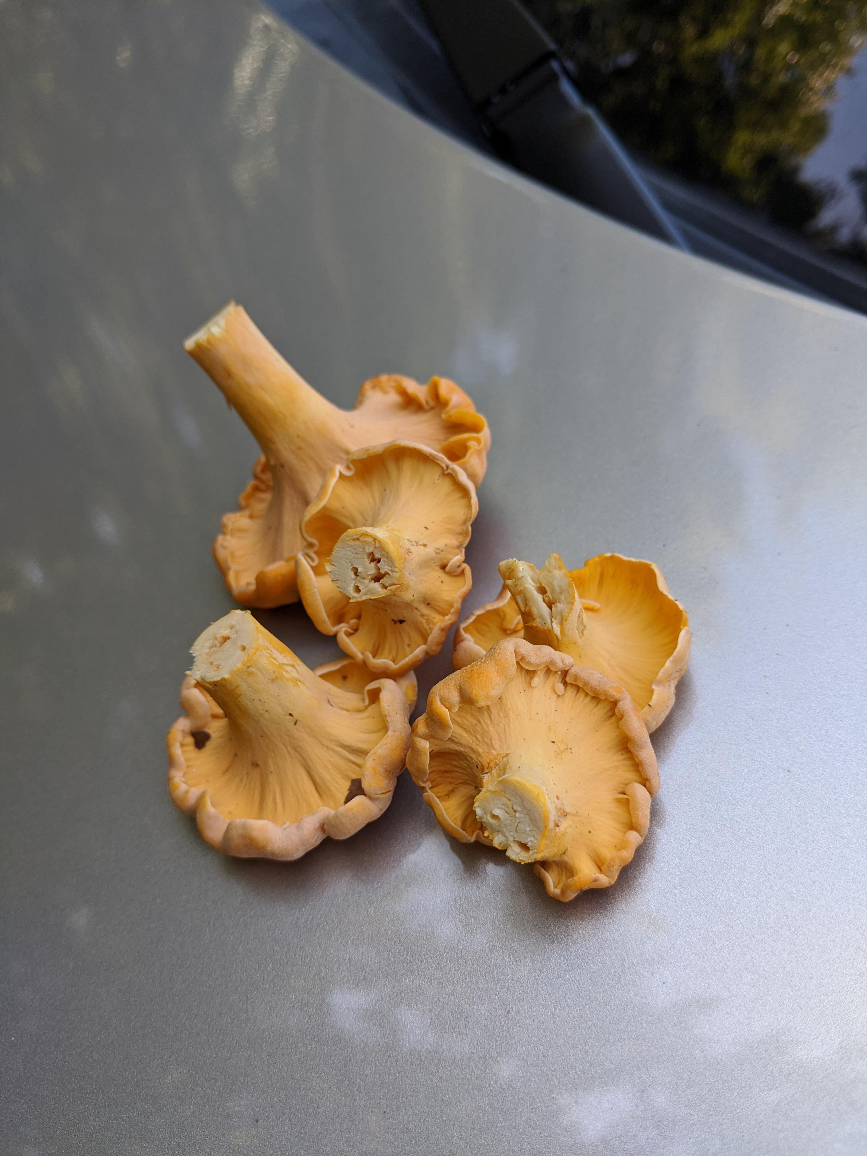 Chanterelle season is upon us (Southeastern U.S.) r/mycology
