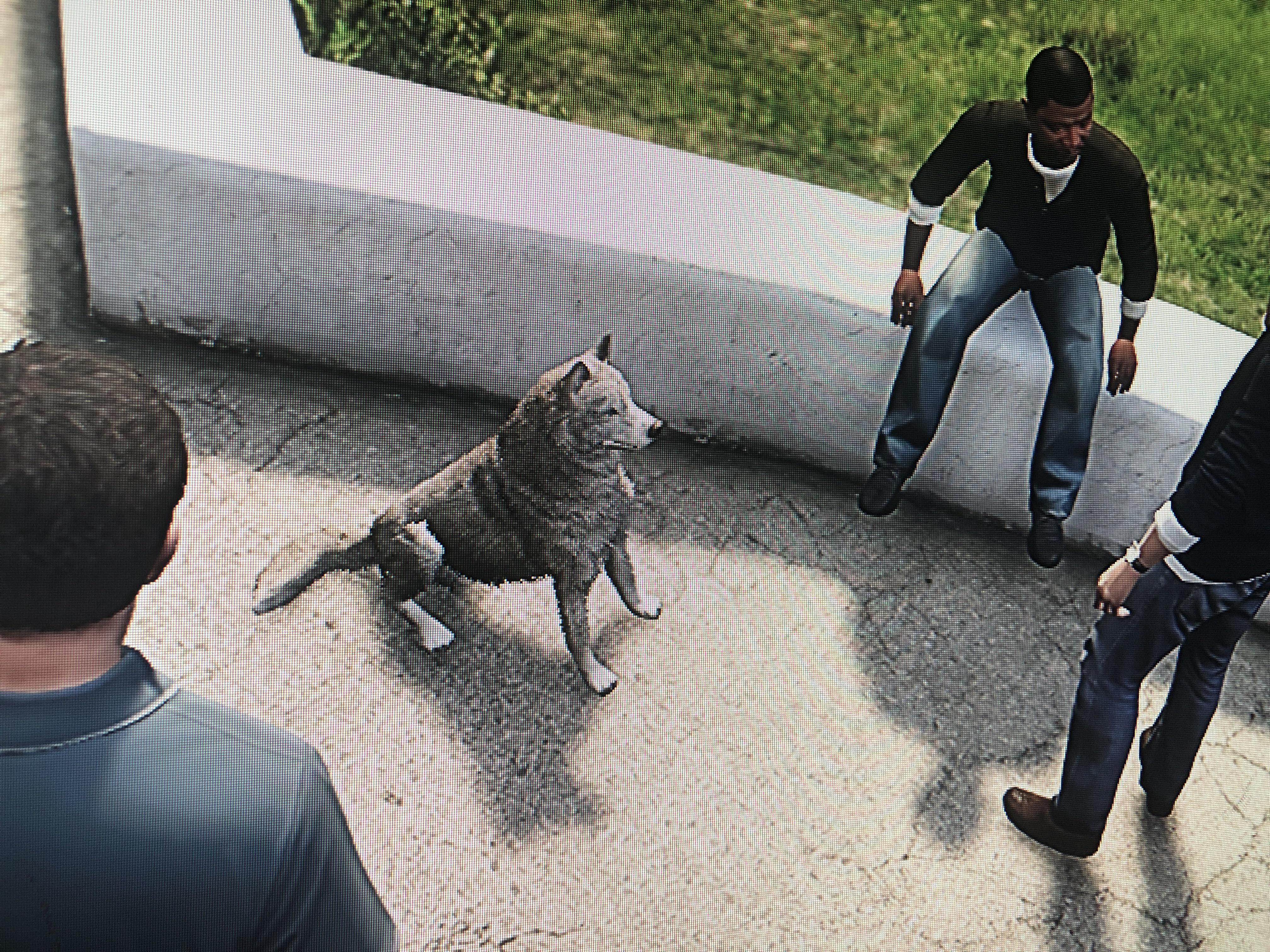 Apparently there are dogs in gta