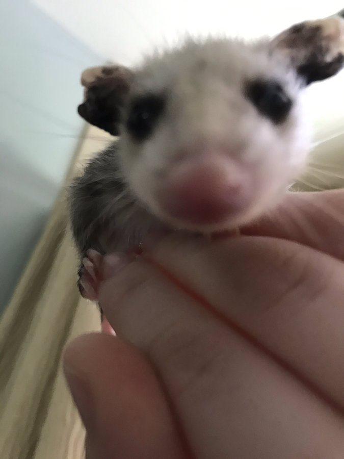 helo r/Possums