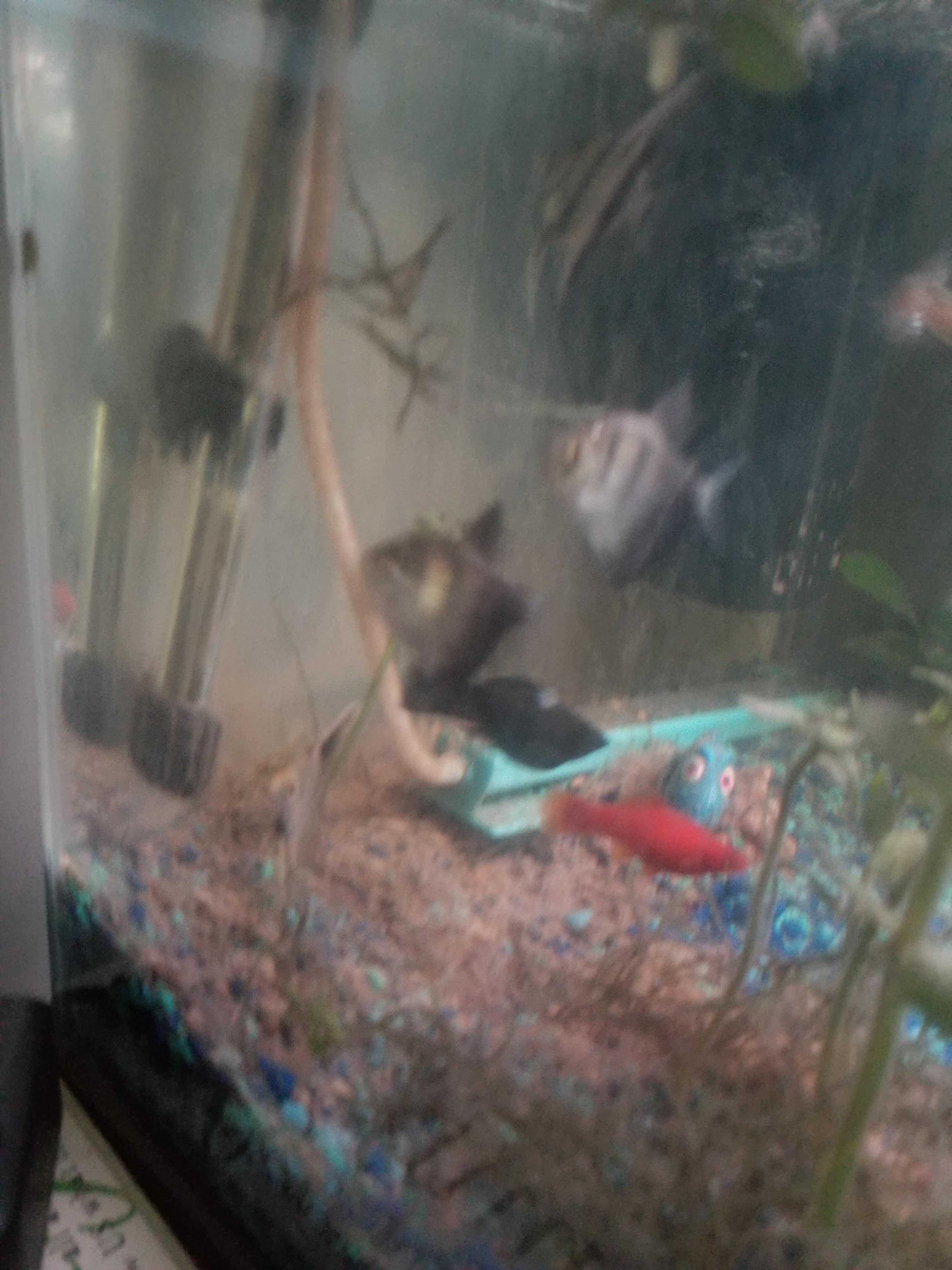 White spot on black molly? r/Aquariums