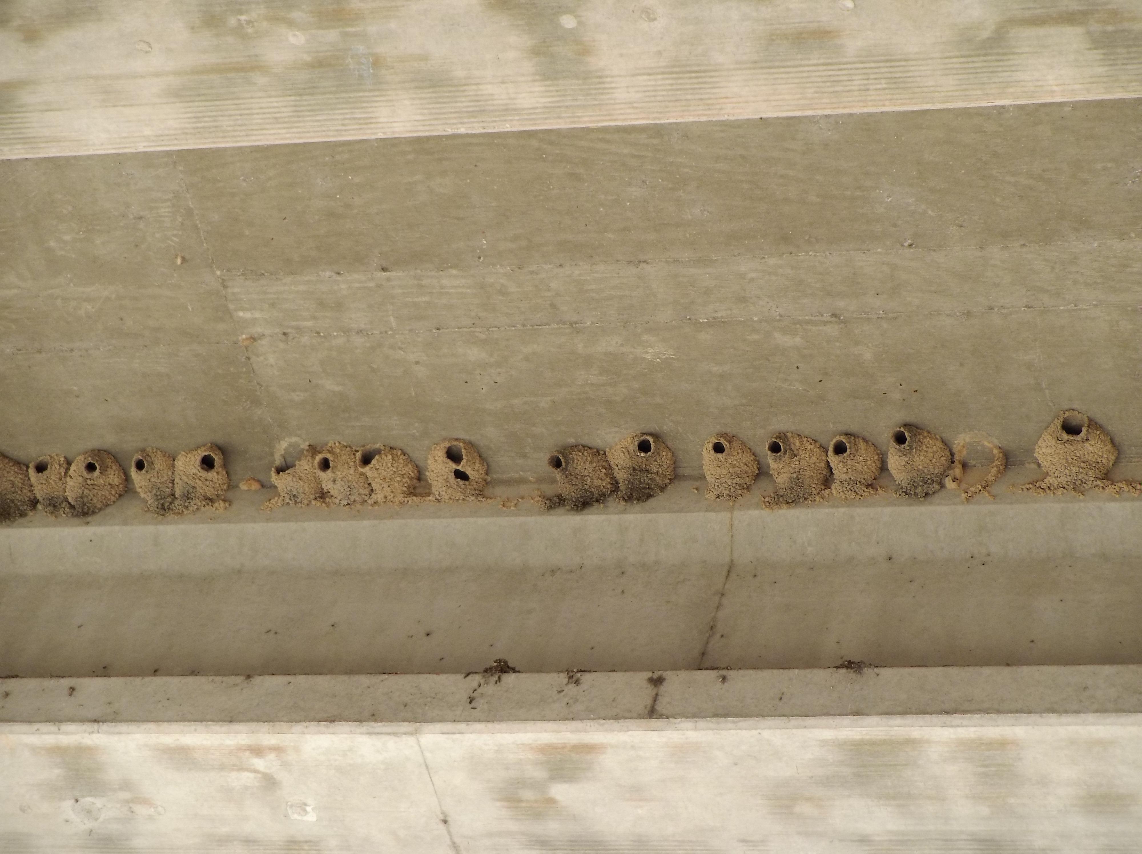 Weird mud bird nests. Any idea what makes these? r/Austin