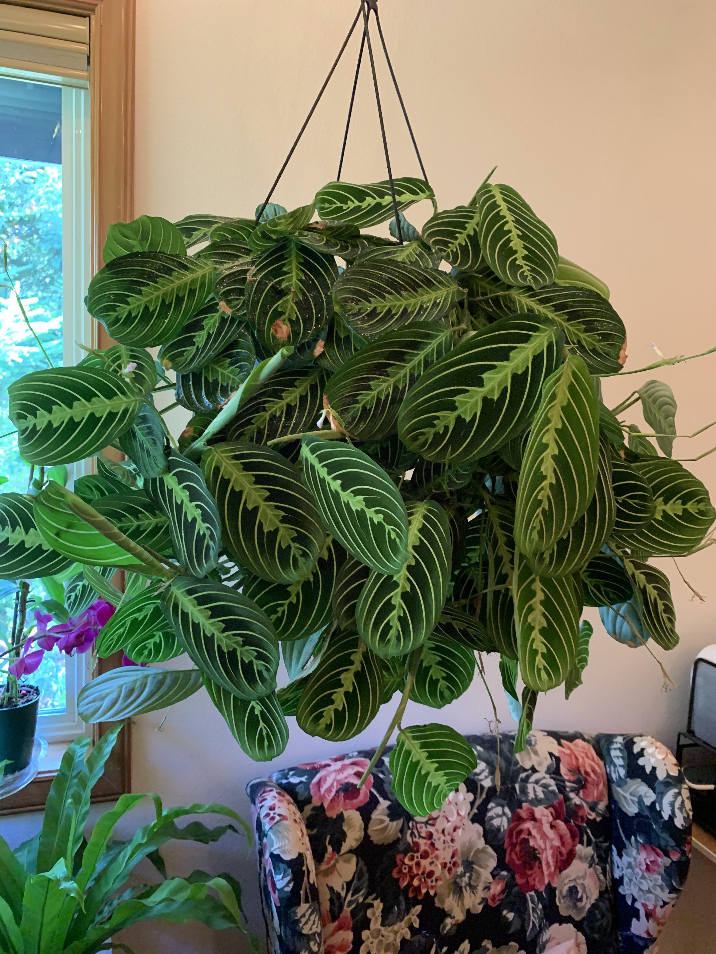 My (little bit older than) 1 year old prayer plant! r/houseplants