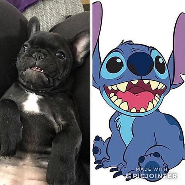 The Top 12 Popular icewind shibas