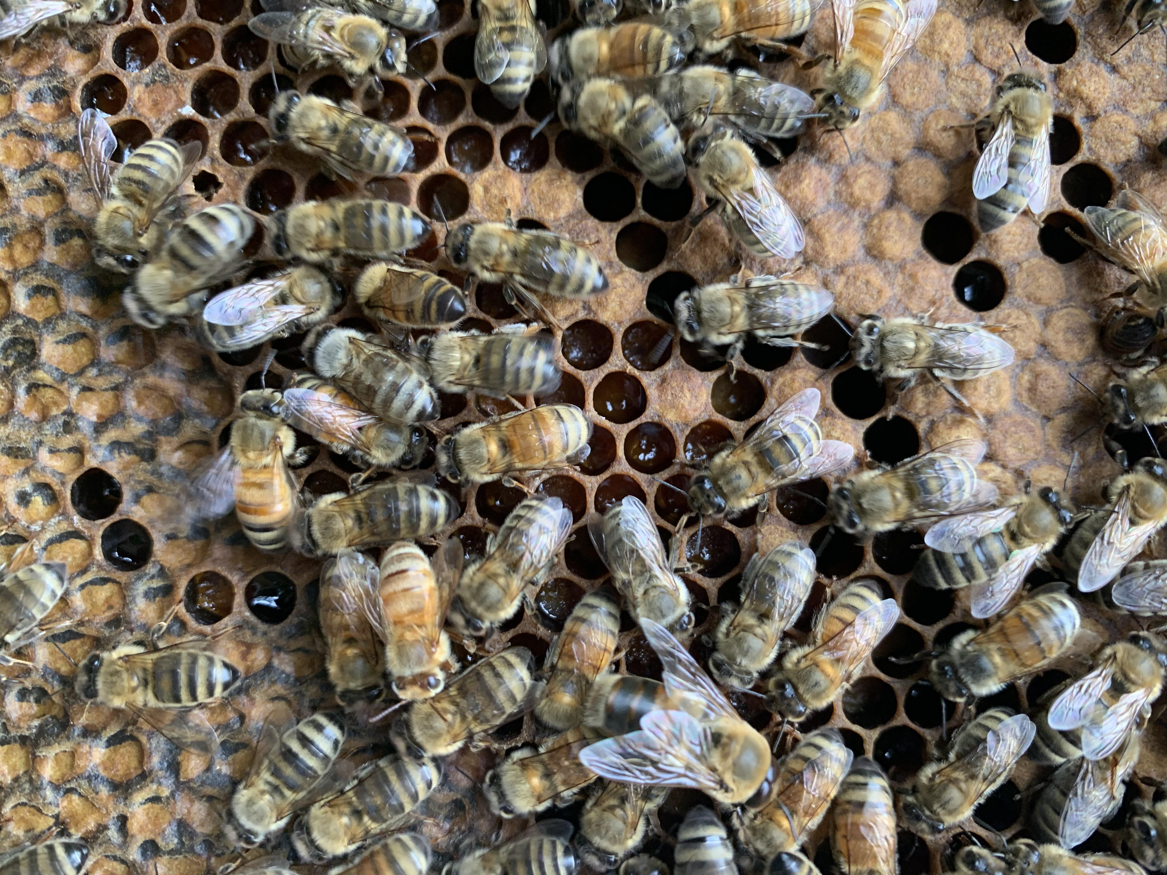 Always love seeing the different colors of my bees r/Beekeeping