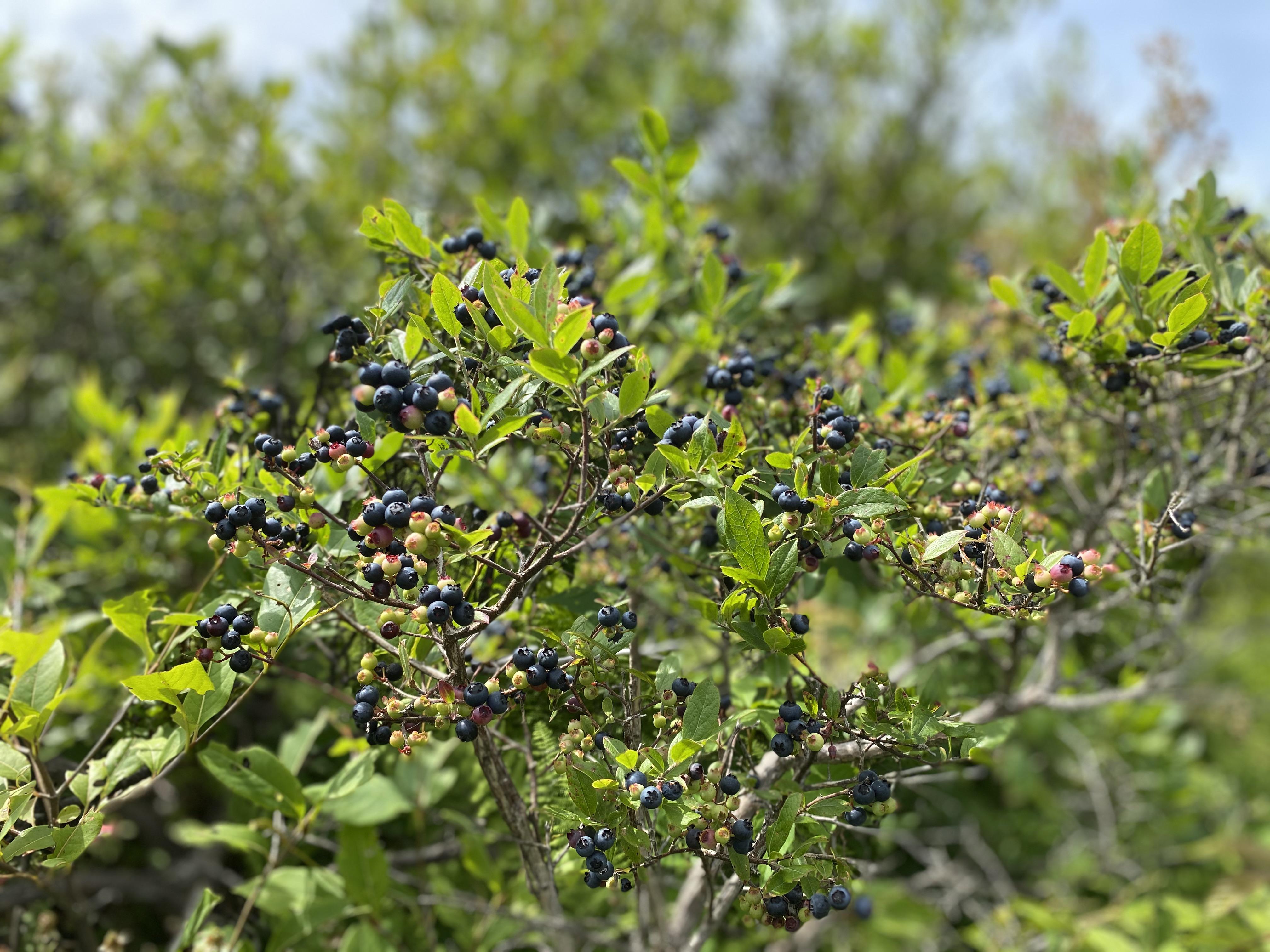 Billions of blueberries at Pitcher Mtn (Stoddard) are ready for picking