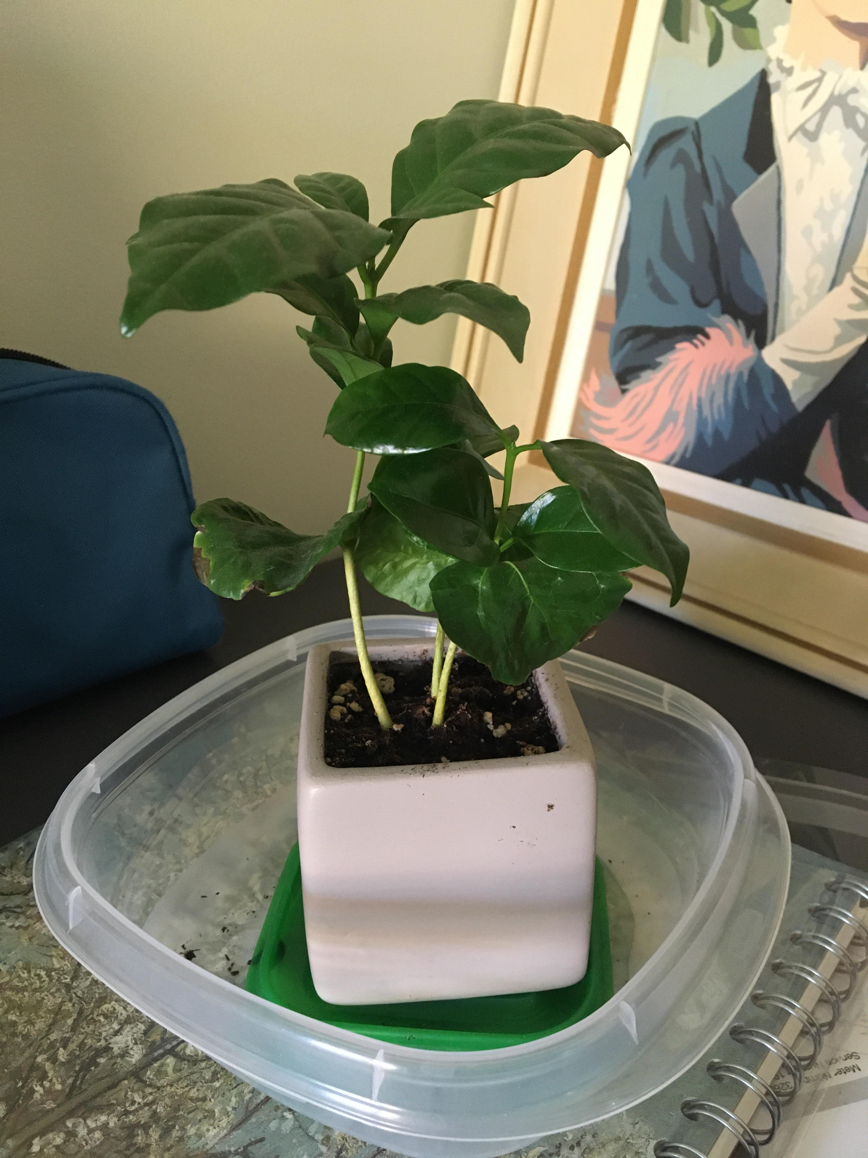 Does my plant need a bigger pot? r/IndoorPlants