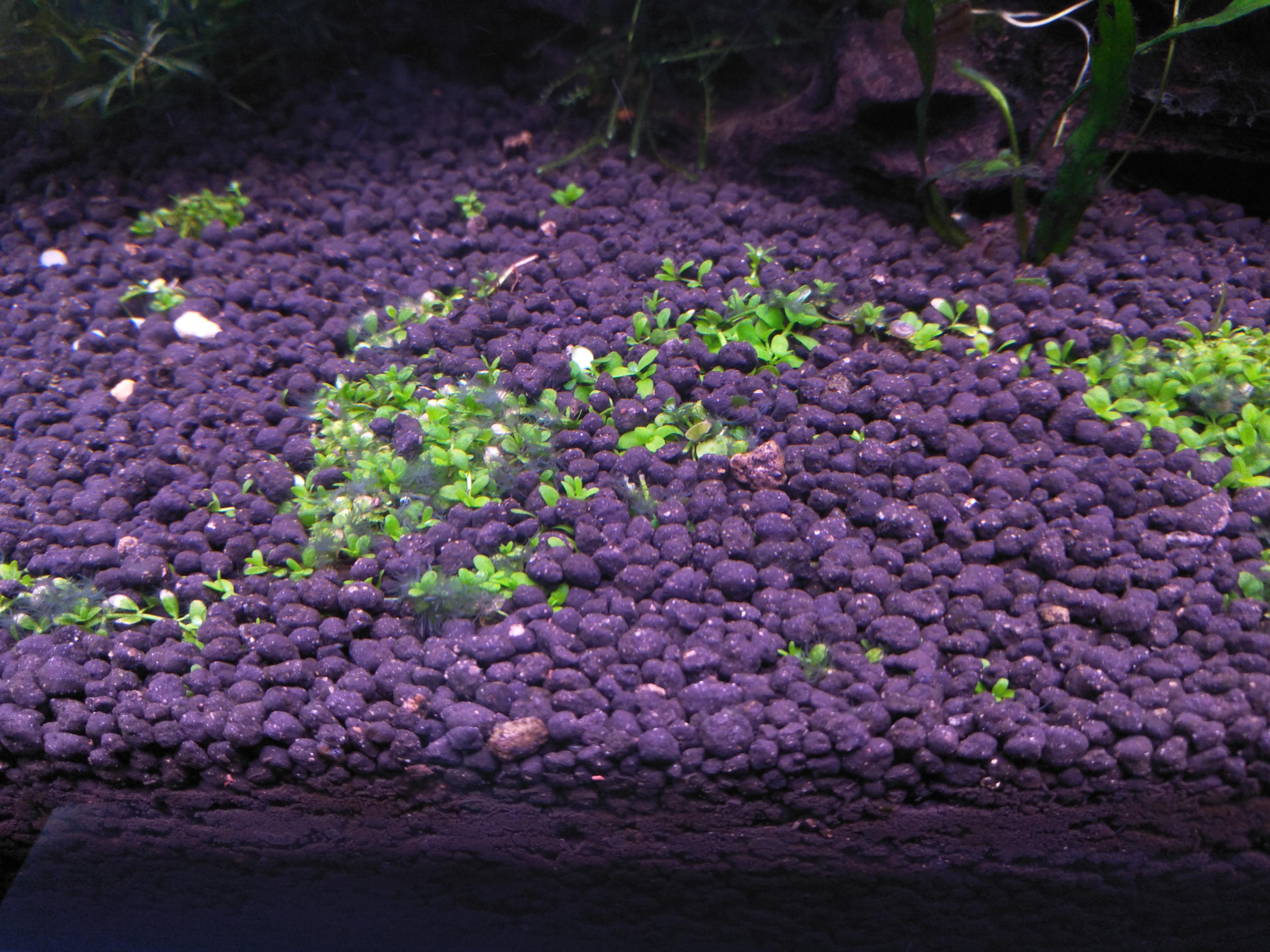 What type of algae is this and how do I clean it? It's harder than