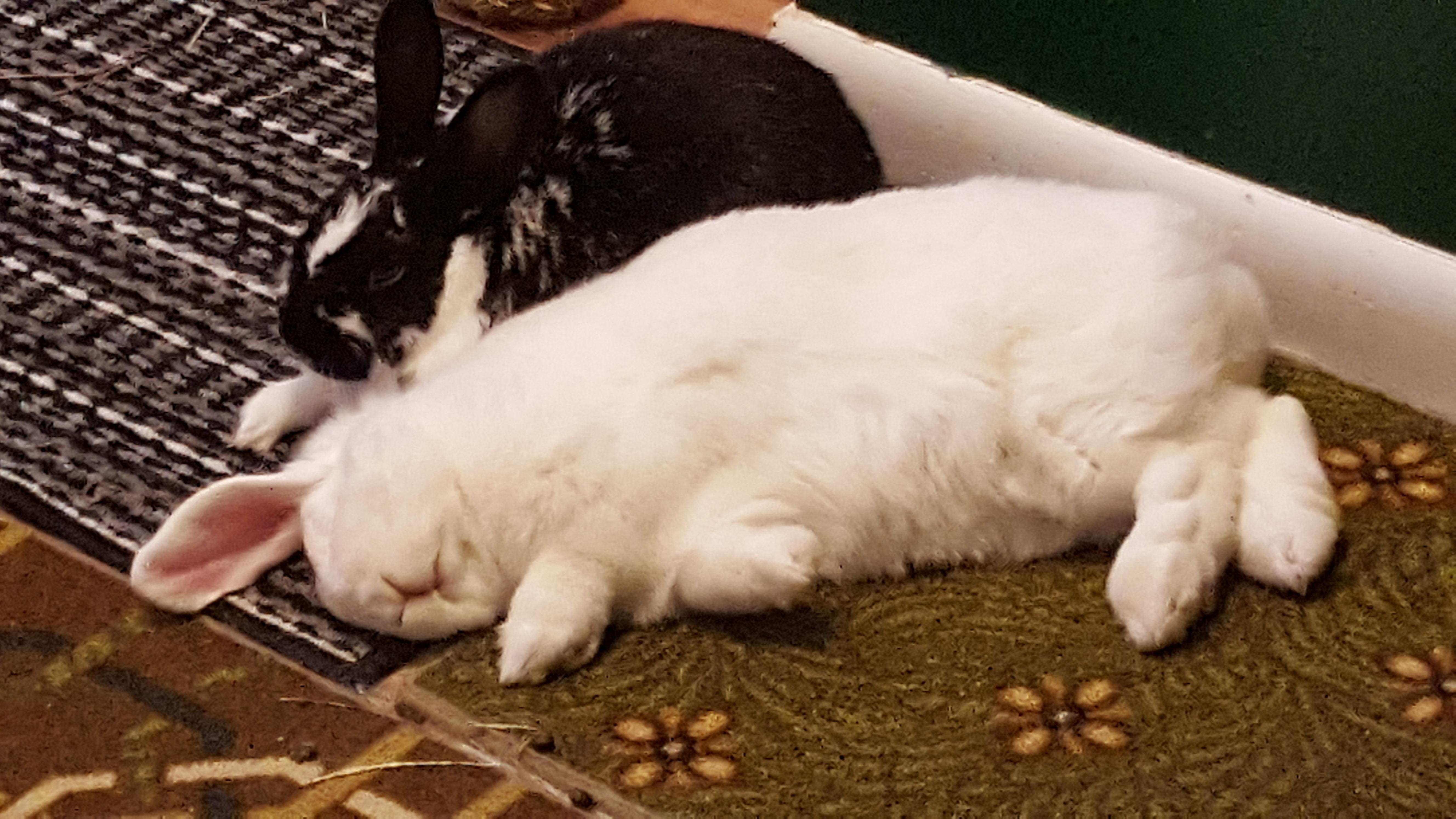So happy that these two are bonded now. r/Rabbits