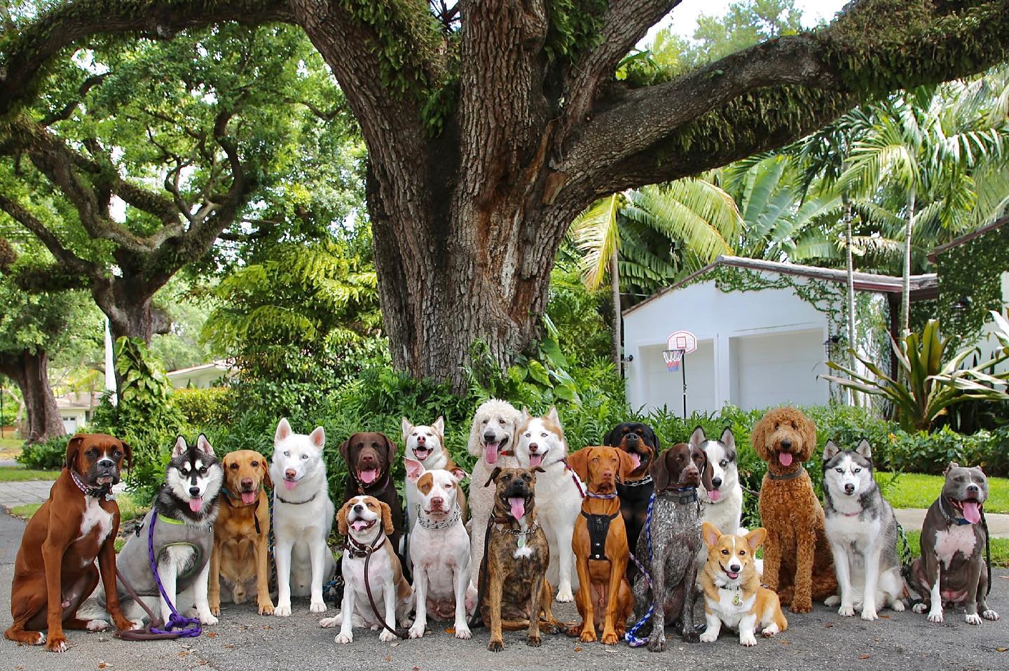 Group photo at Woofpack animal daycare in Miami, Florida. r/aww