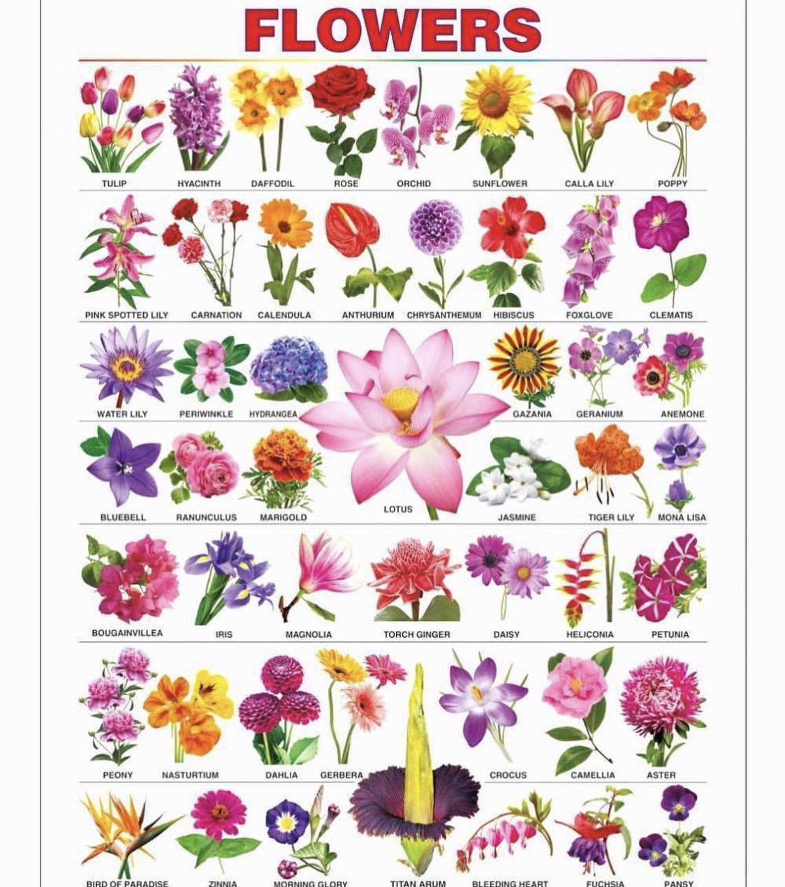 This is a really cool guide to flowers of all things r/coolguides