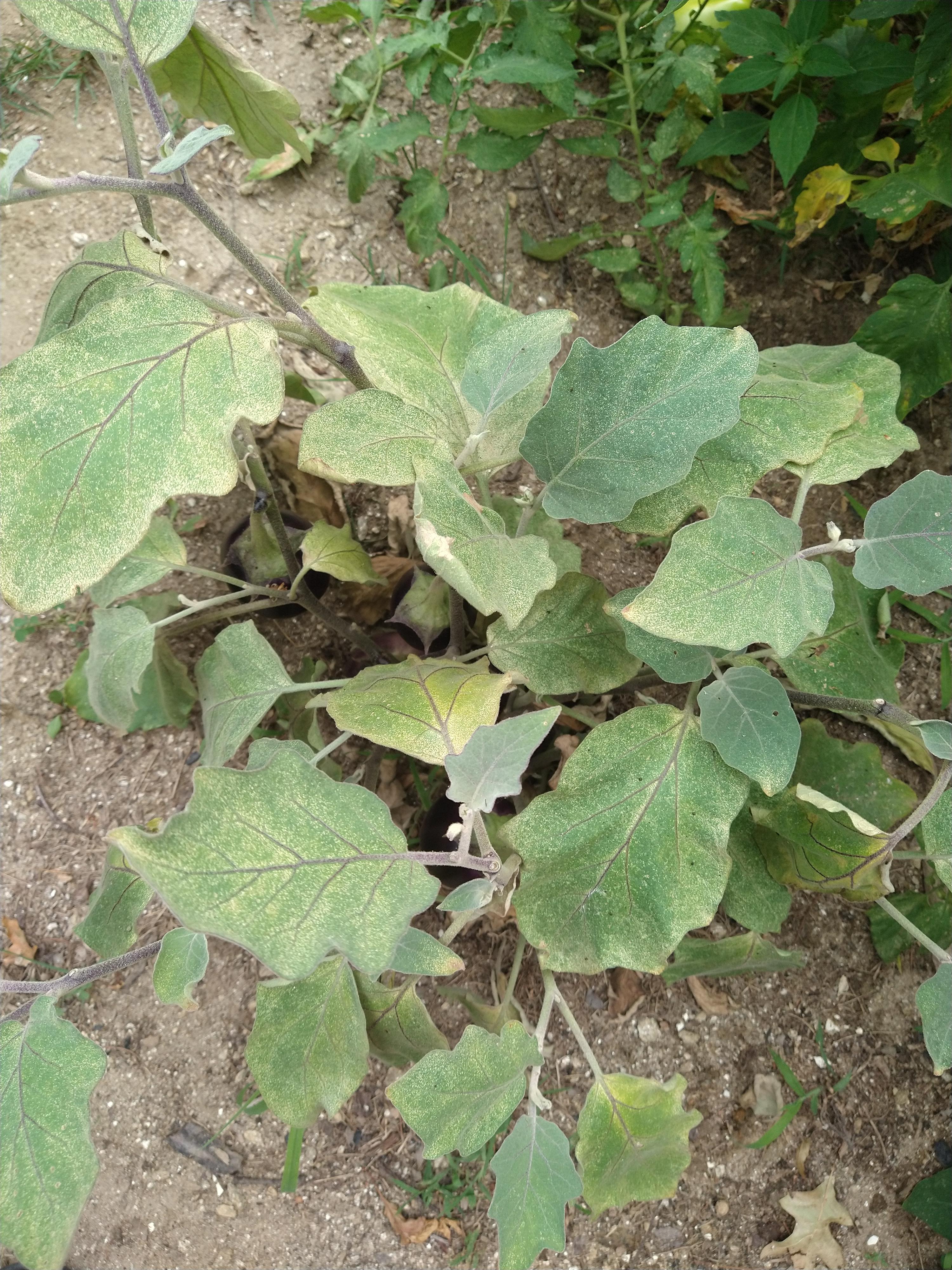yellowing on eggplant leaves? plantclinic