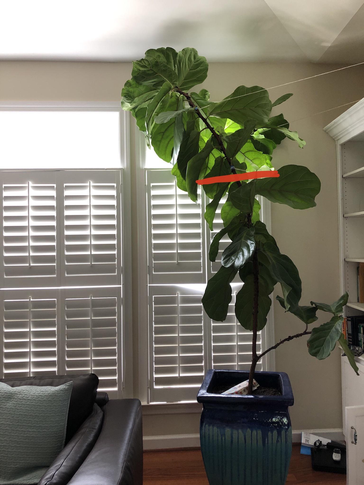 Overgrown Fiddle Leaf Fig— Could I propagate it with a cutting where I