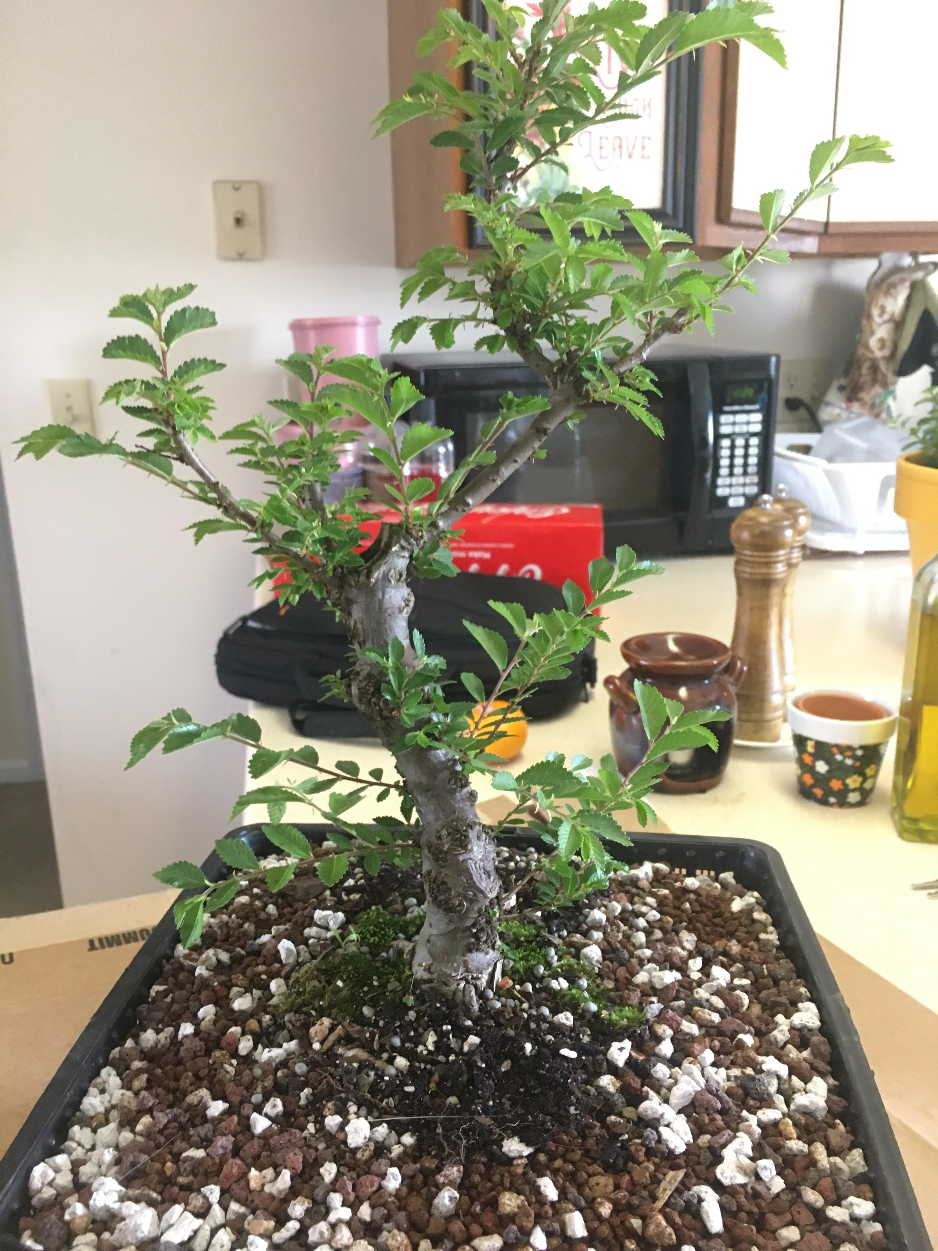 Uppotted this cork bark elm today. Stoked for the coming growth