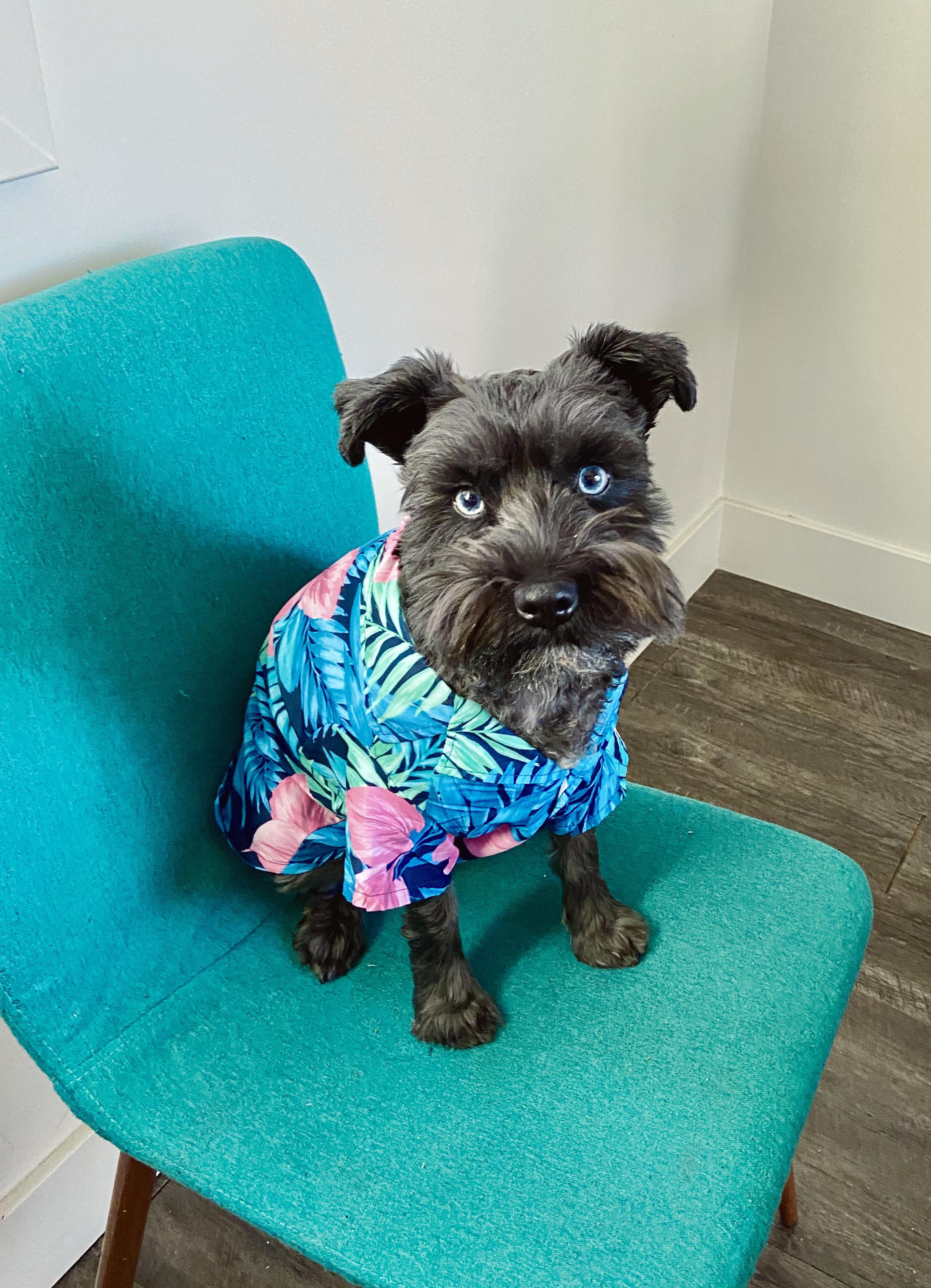 Happy belated schnauzer day from Newt! r/schnauzers