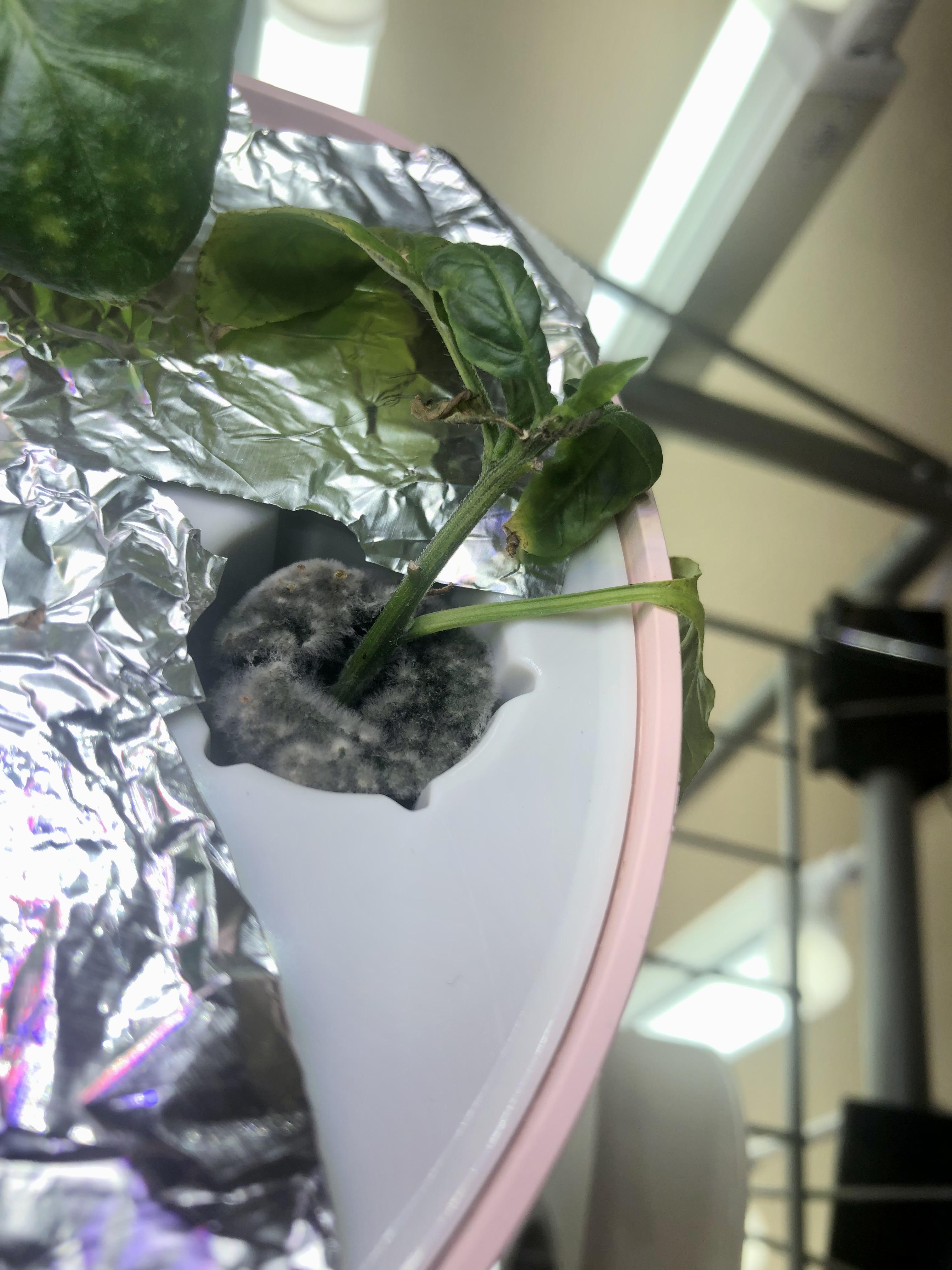 Looks like mold on the grow sponge? Thoughts or tips? These are