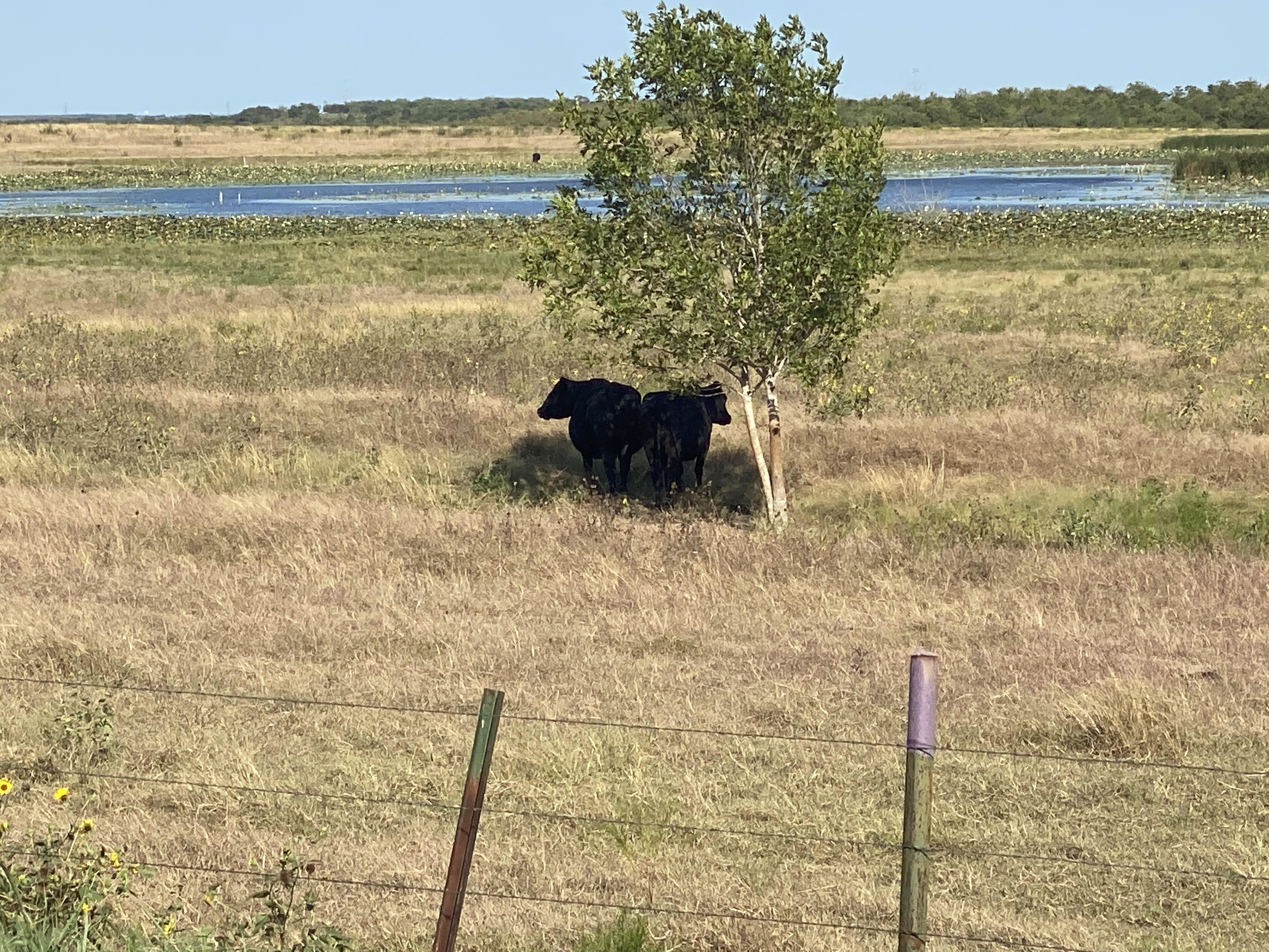 These cows and this shade. 6 in the evening 105 here. texas