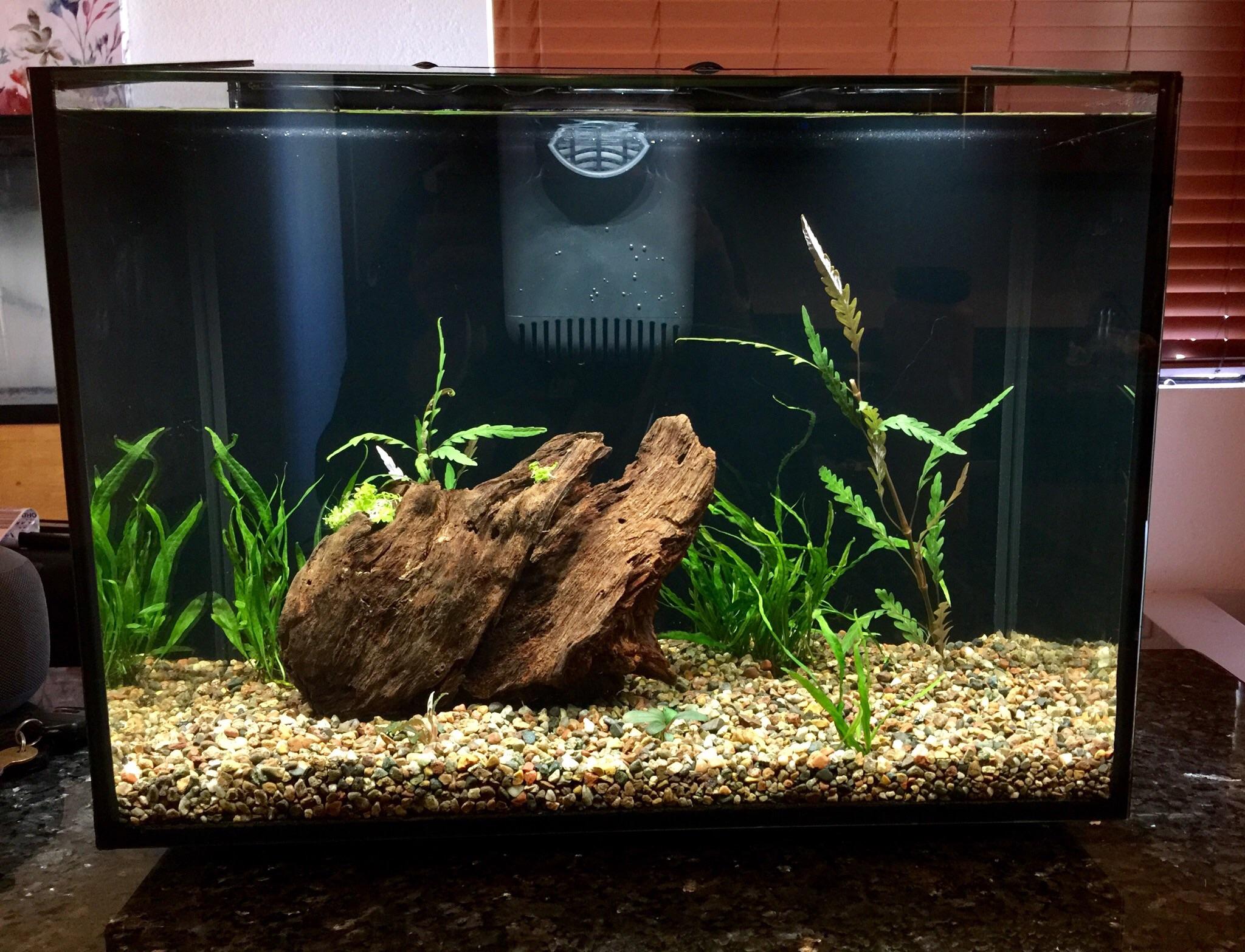 10 gallon planted tank! Current cycling r/Aquariums