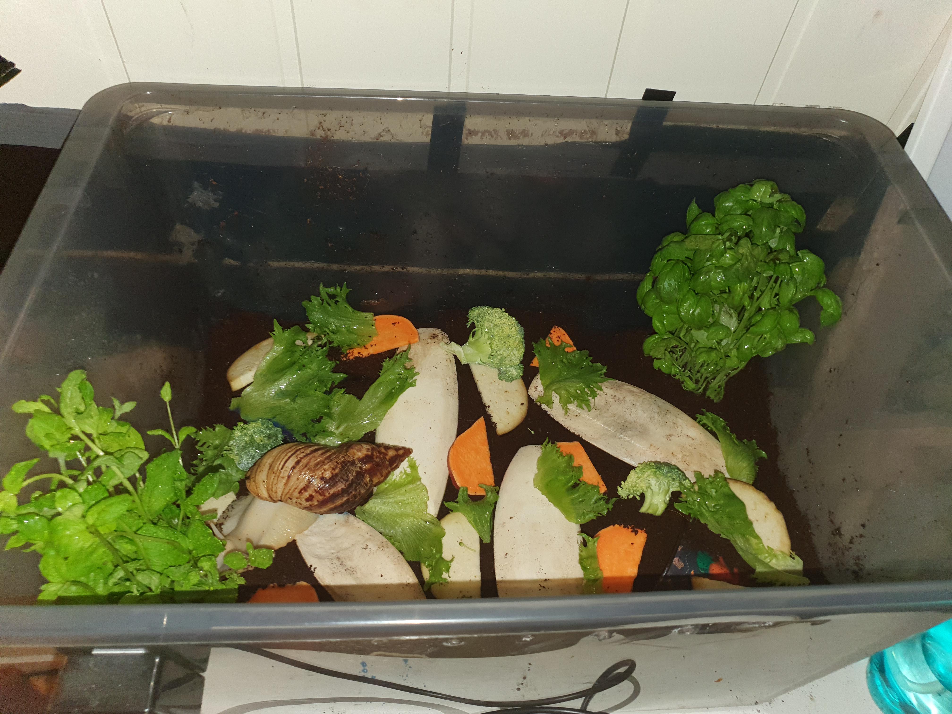 My Giant African Land Snail enclosure with my snail Gary in it. r/snails