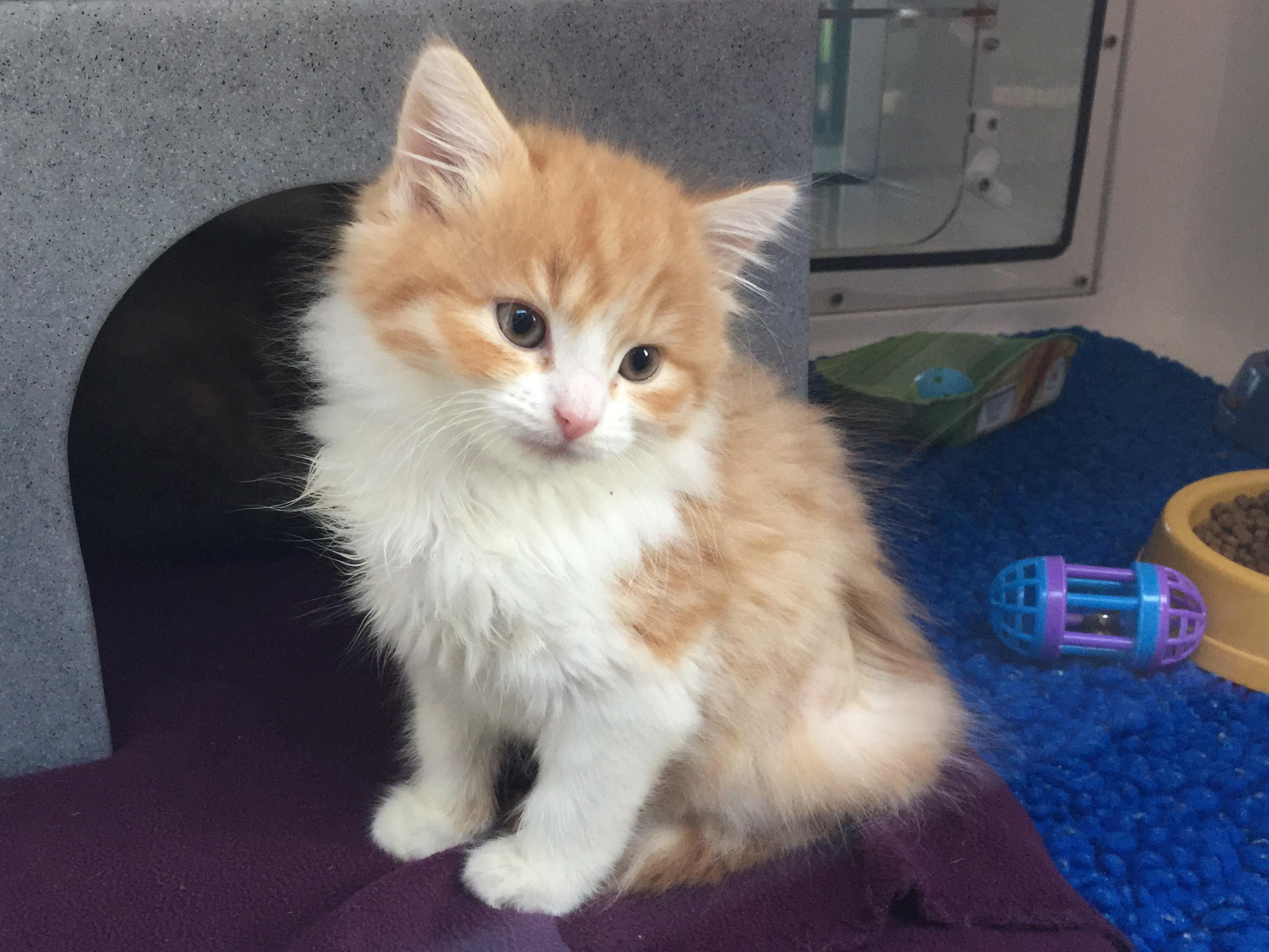 Cats Protection is the best! r/kittens