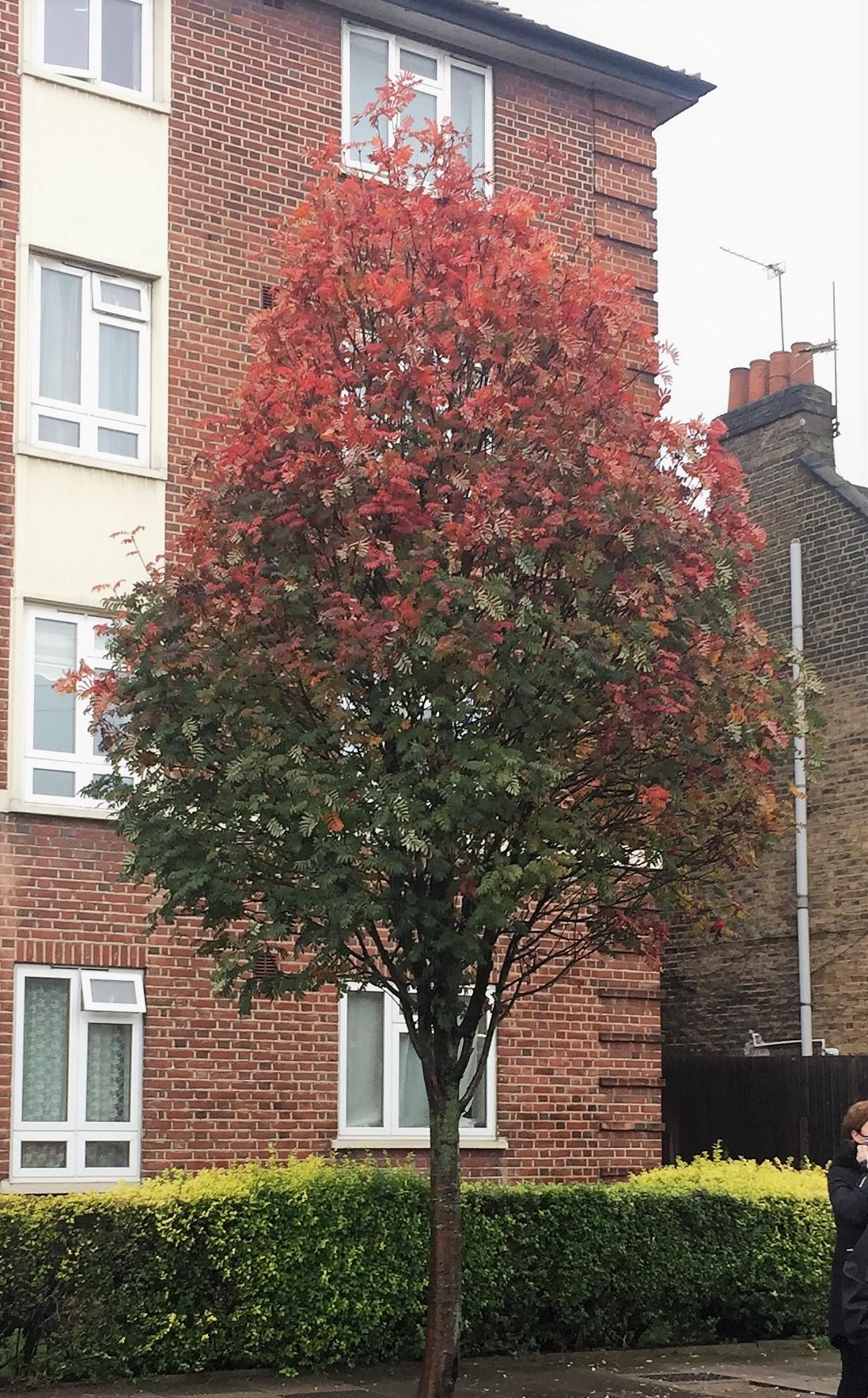 An ombre tree in rainy London r/AutumnPorn