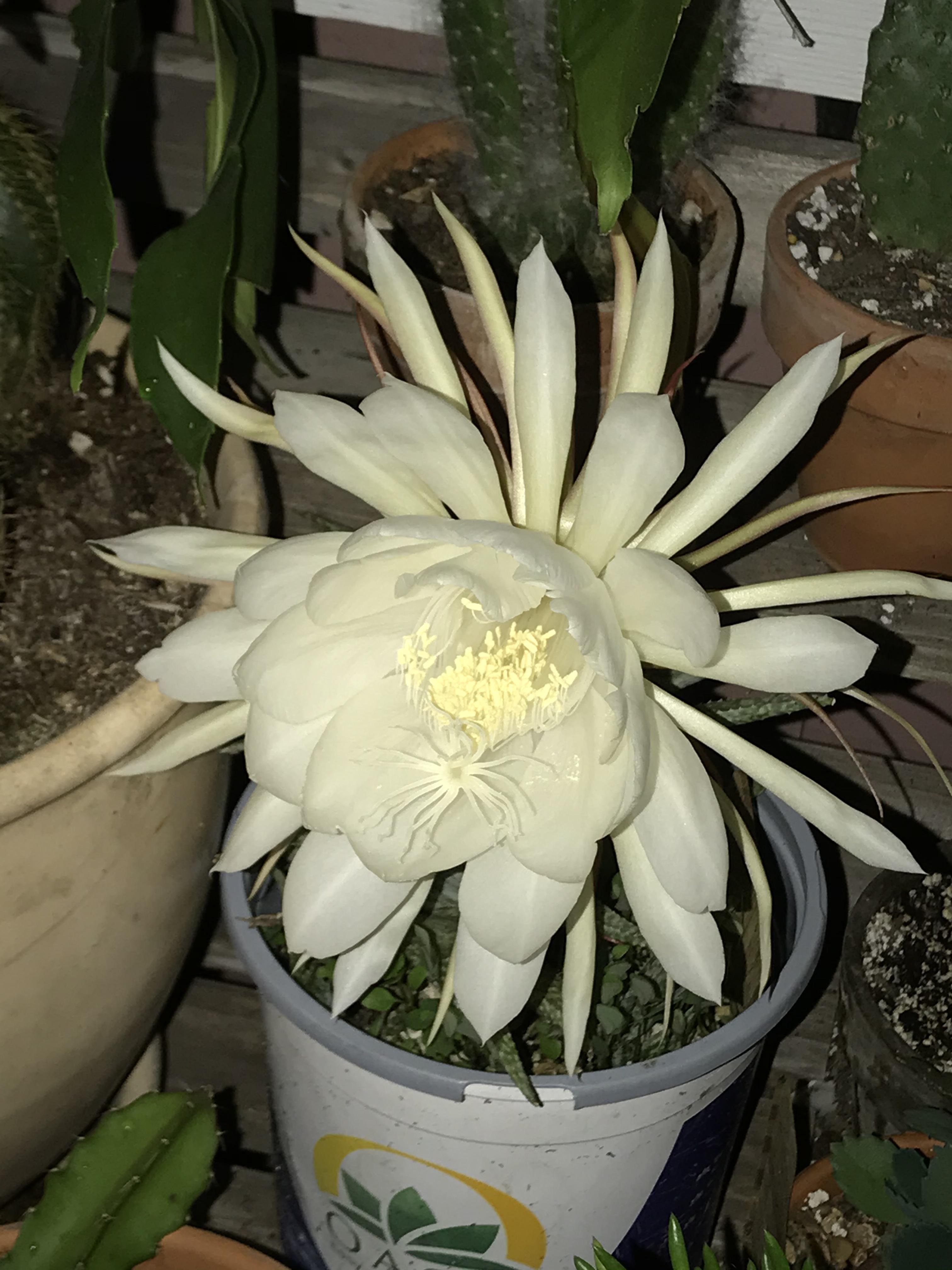 Amazing Flower of Orchid Cactus r/cactus