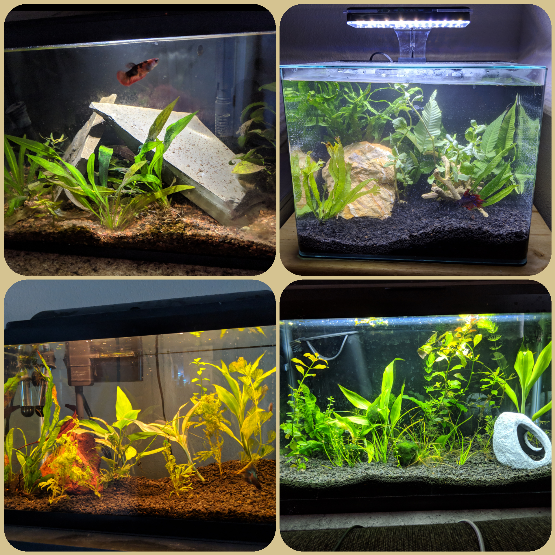 Figured I'd share all my bettas' set ups! r/bettafish