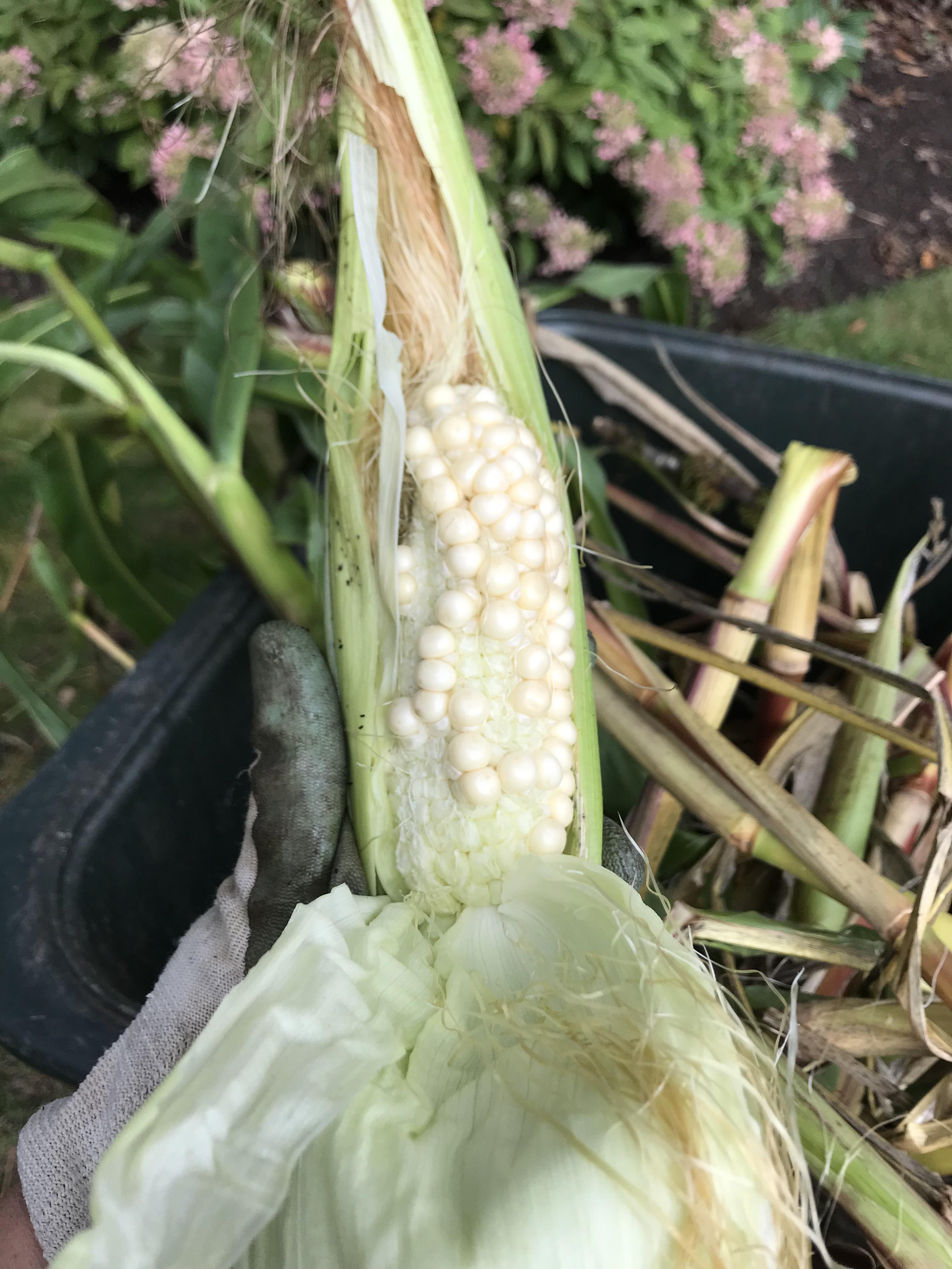 What went wrong with my corn? r/gardening