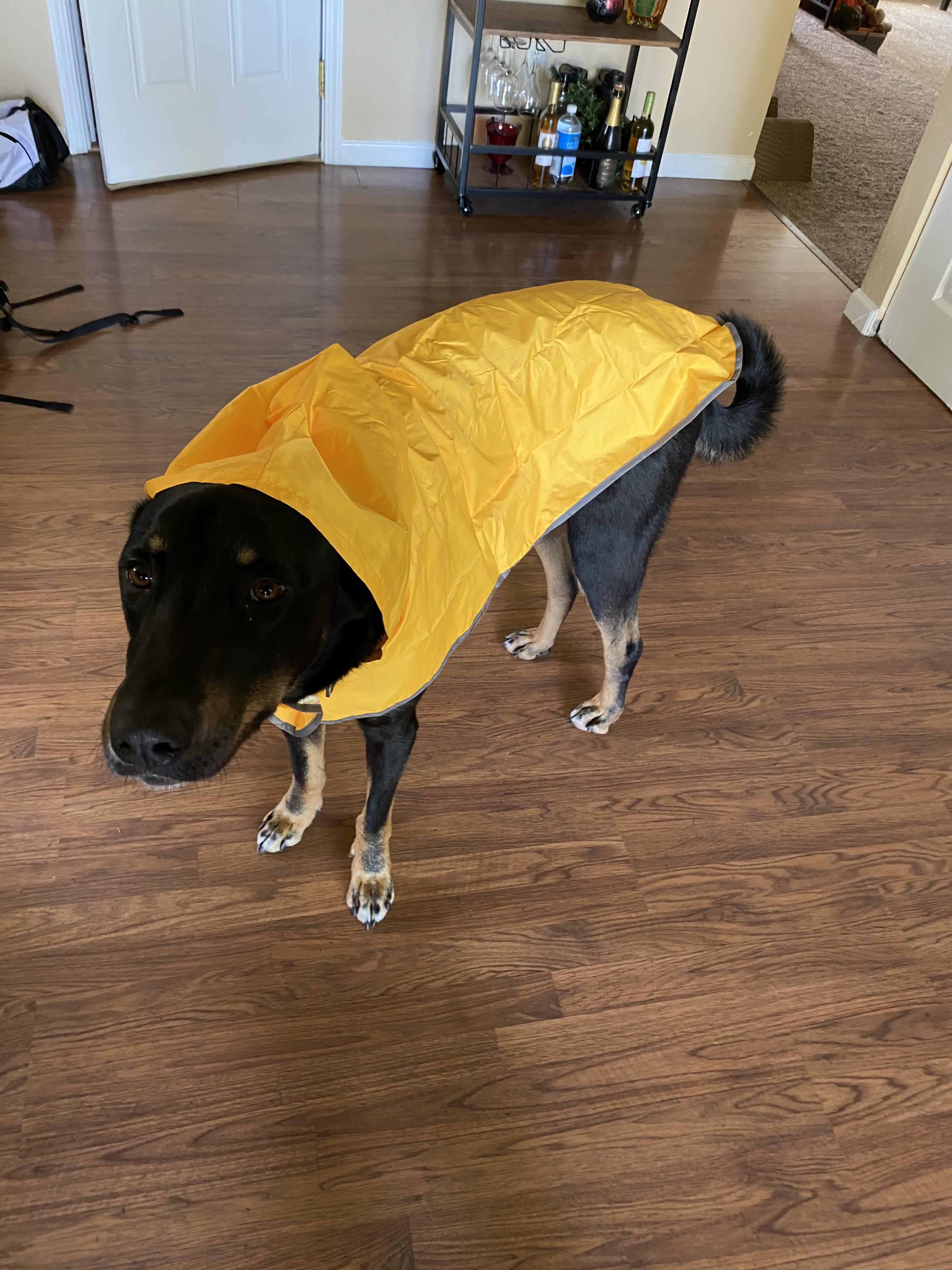 10000 best r/whatswrongwithyourdog images on Pholder Magic Pie Bush