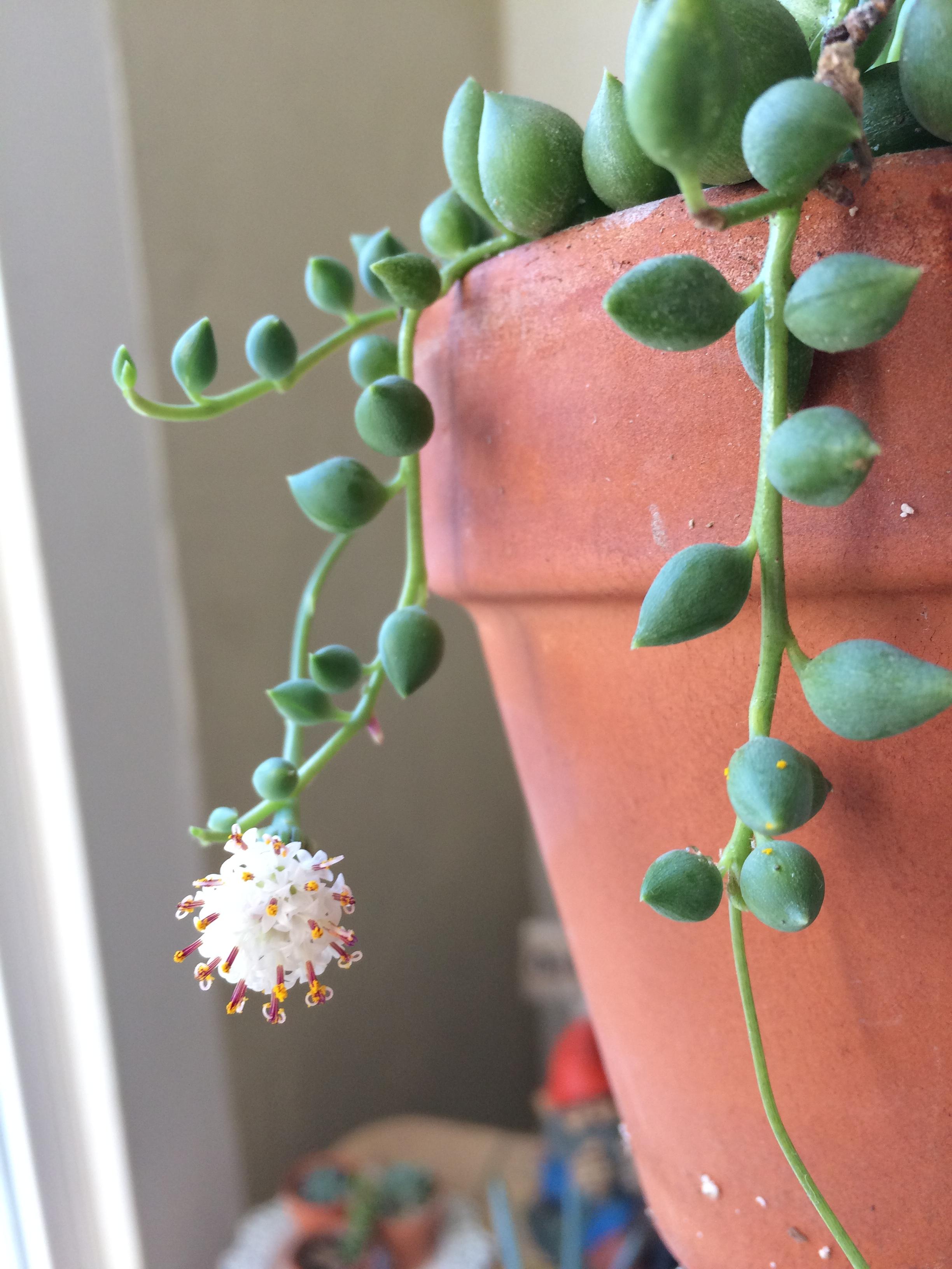 These blooms smell Amazing! Like clove and tobacco, it's fantastic. r