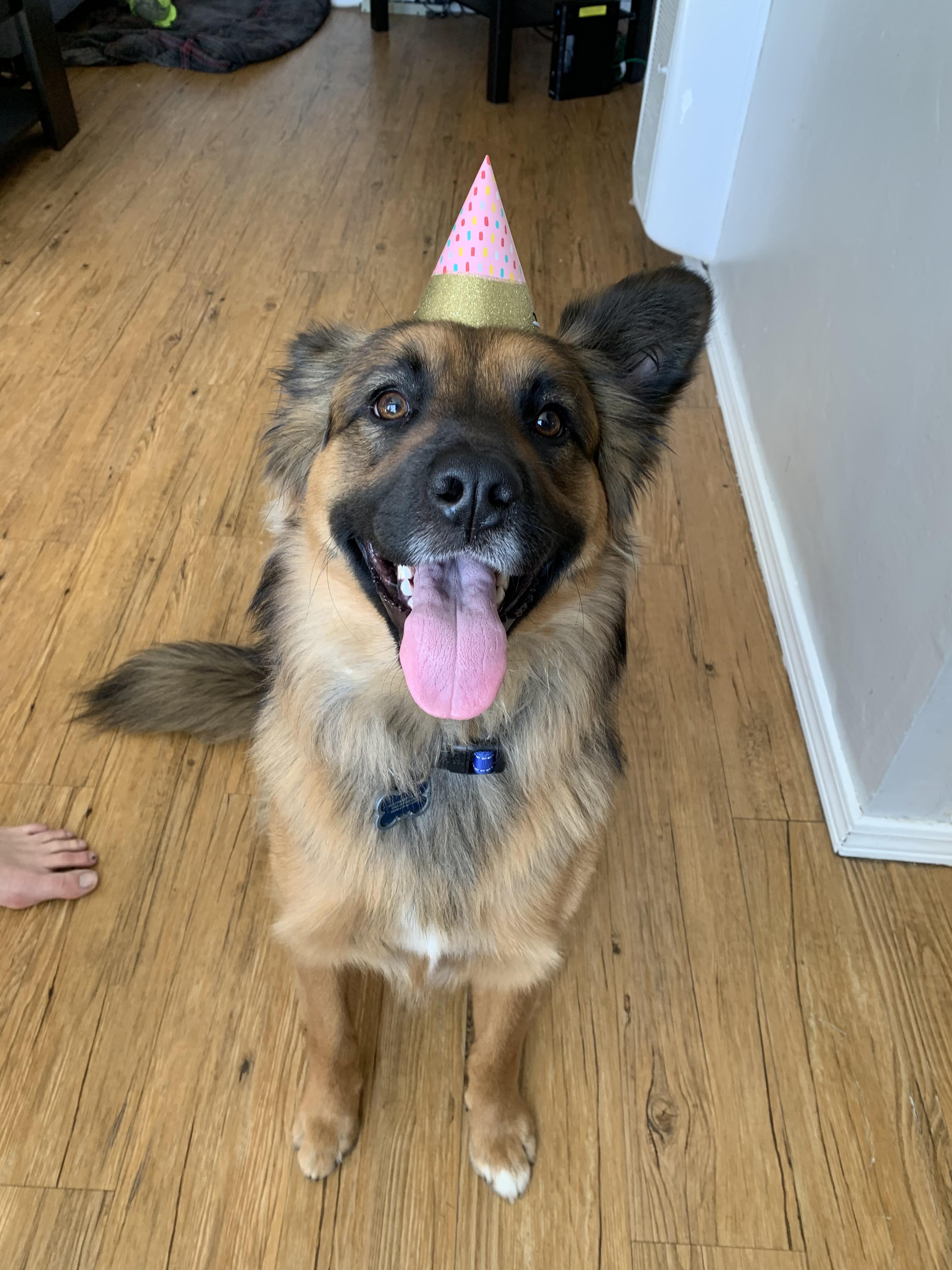 Ty. 50 German Shepherd. 50 Australian Shepherd. 100 good boy