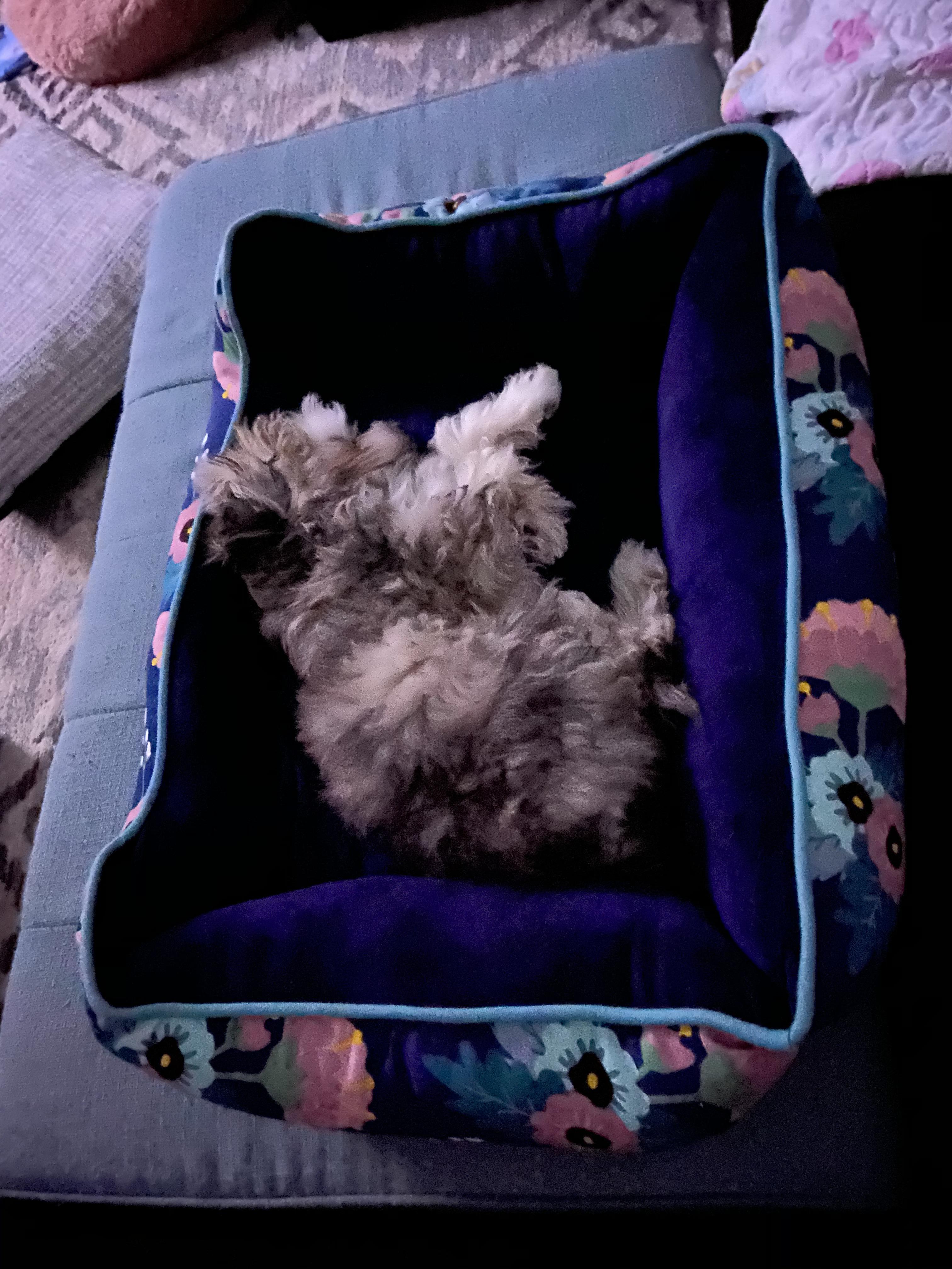 New bed snoozin r/Maltipoo