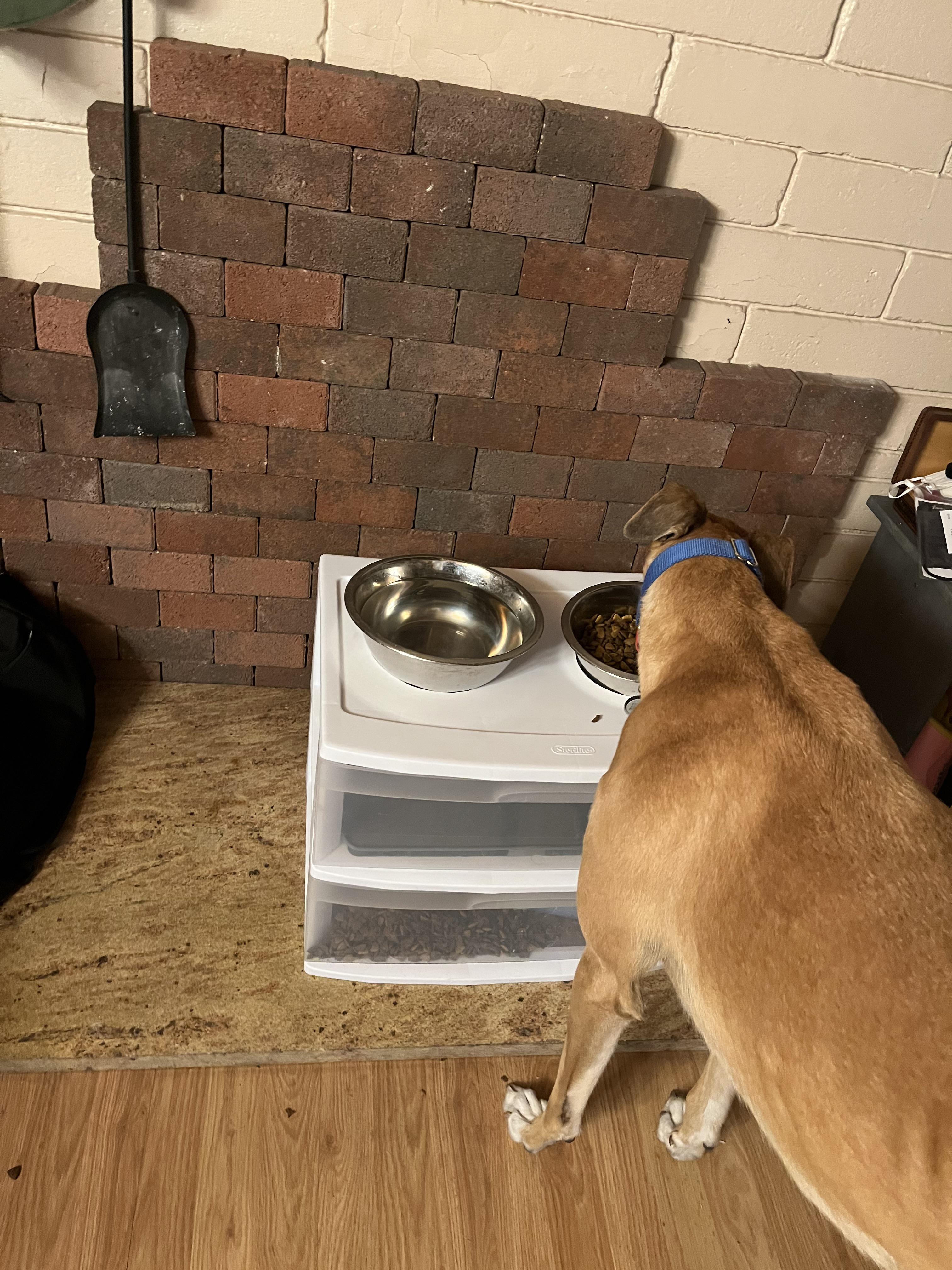 DIY raised feeder with food storage in the bottom! r/Greyhounds