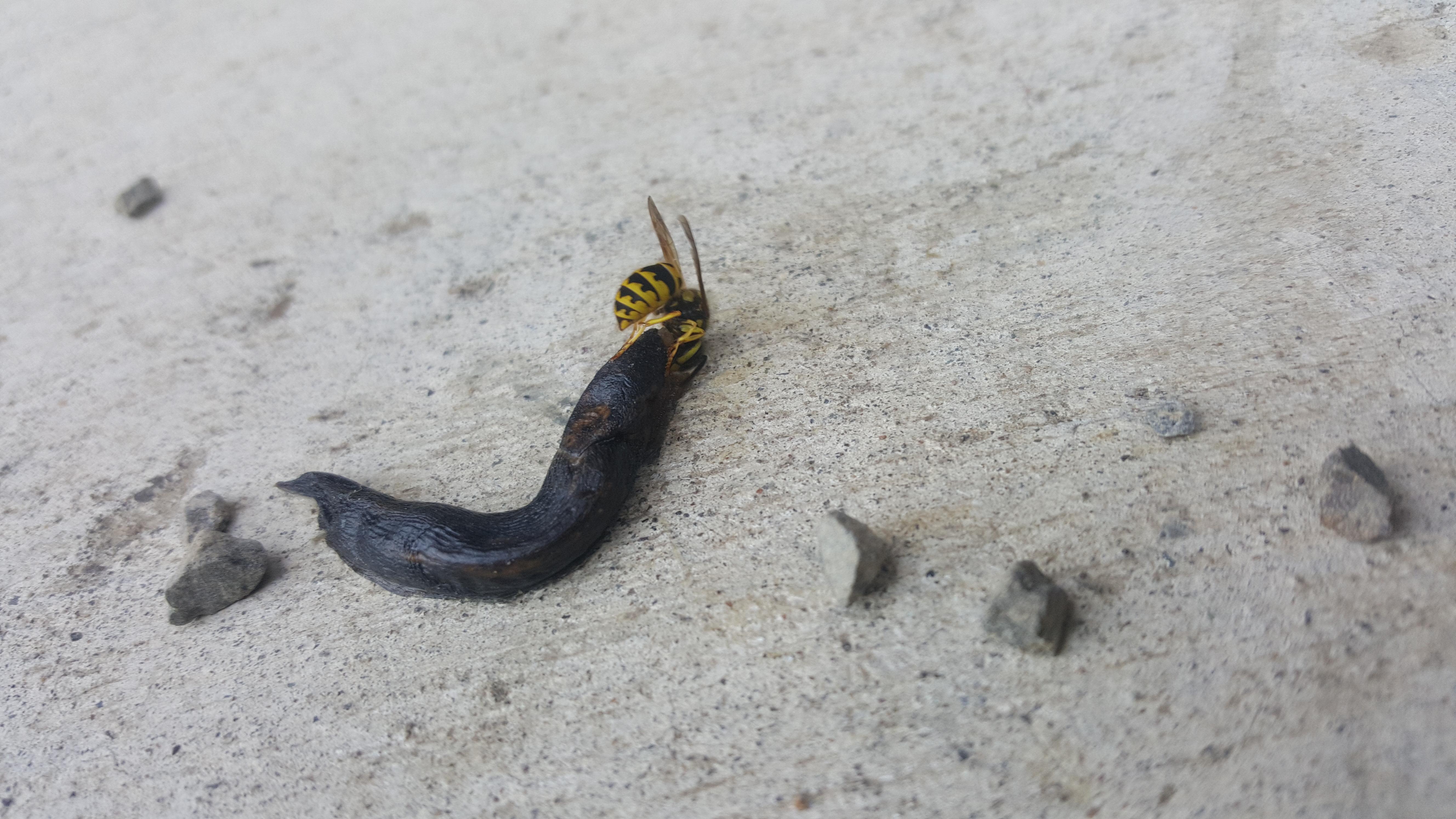 A yellowjacket eating a dried up slug r/natureismetal