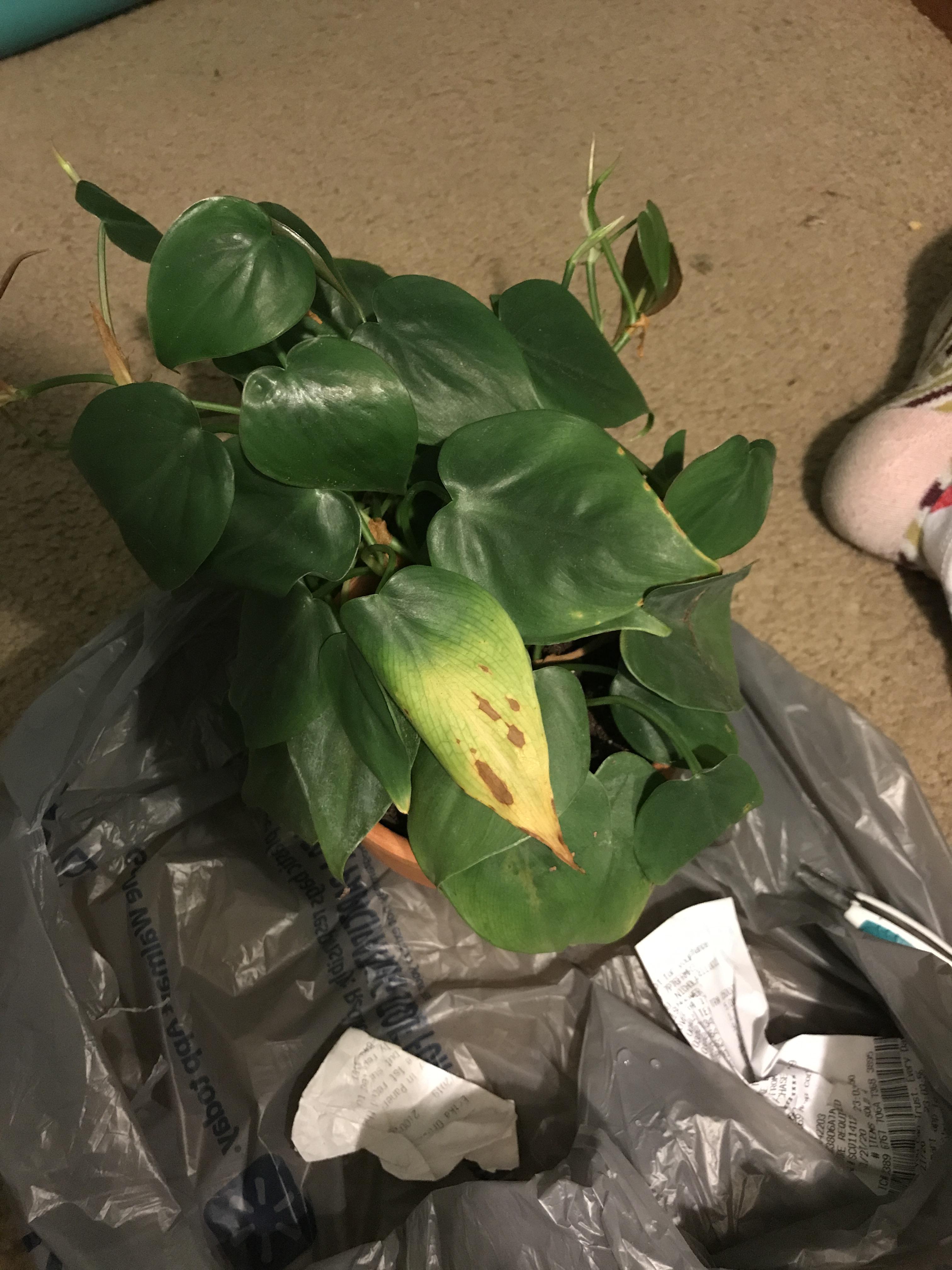 what does this yellowing and brown spotting leaf mean and how do i fix