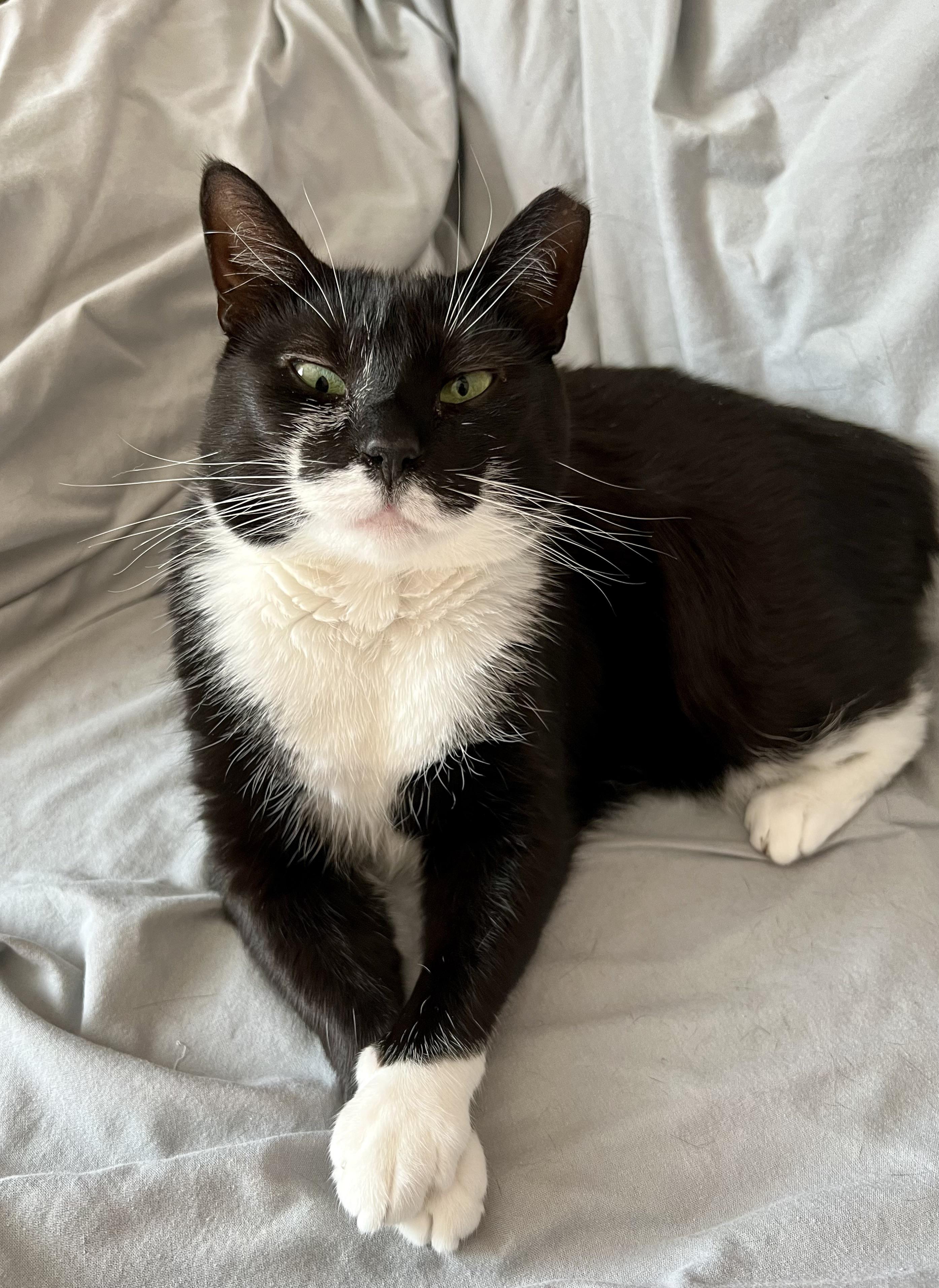 548 best Duvet images on Pholder Tuckedinkitties, Sewing and Brand